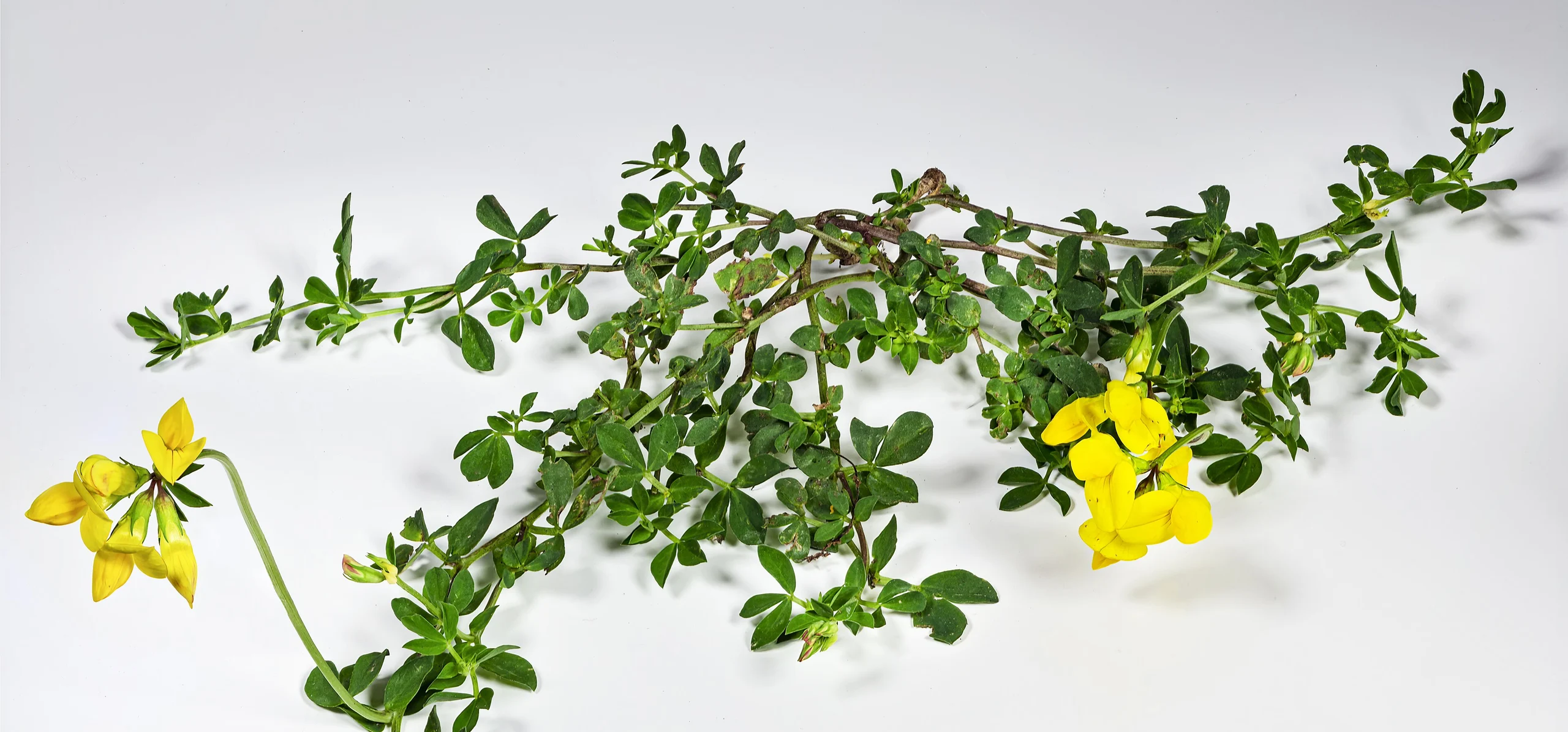 Bird's-Foot Trefoil