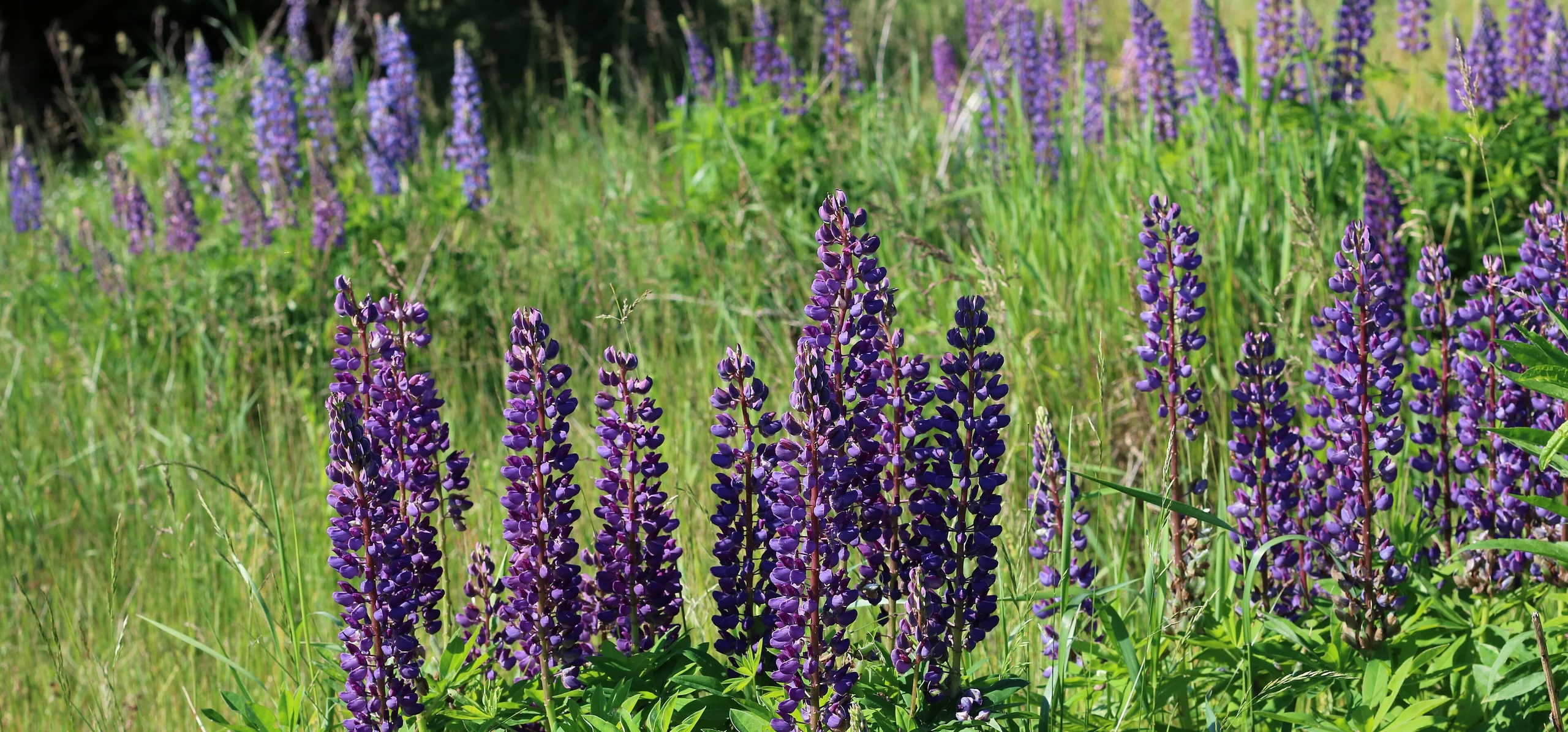 Garden Lupin