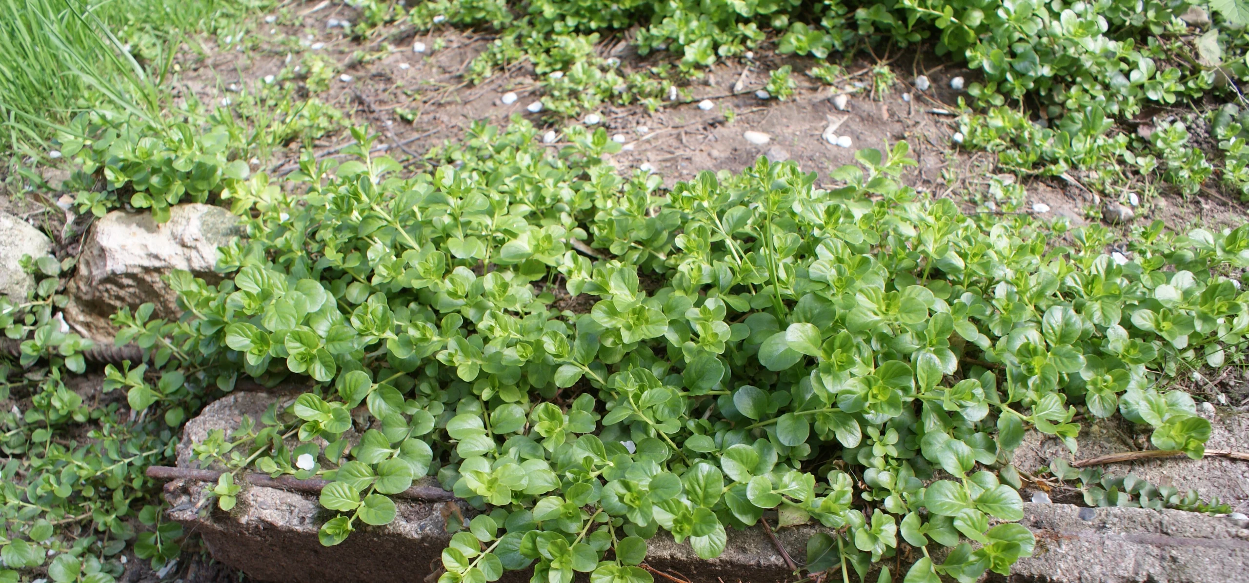 Creeping Jenny