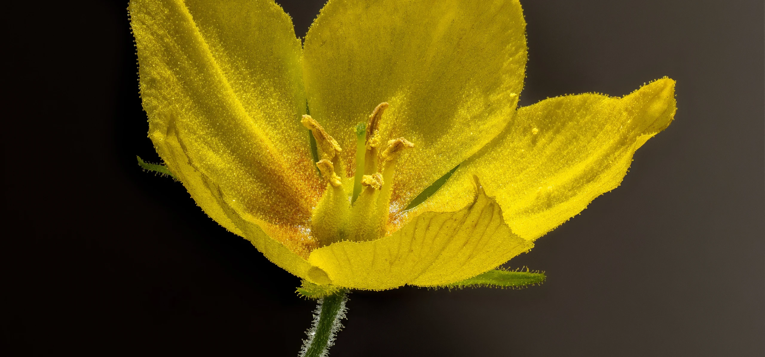 Yellow Loosestrife