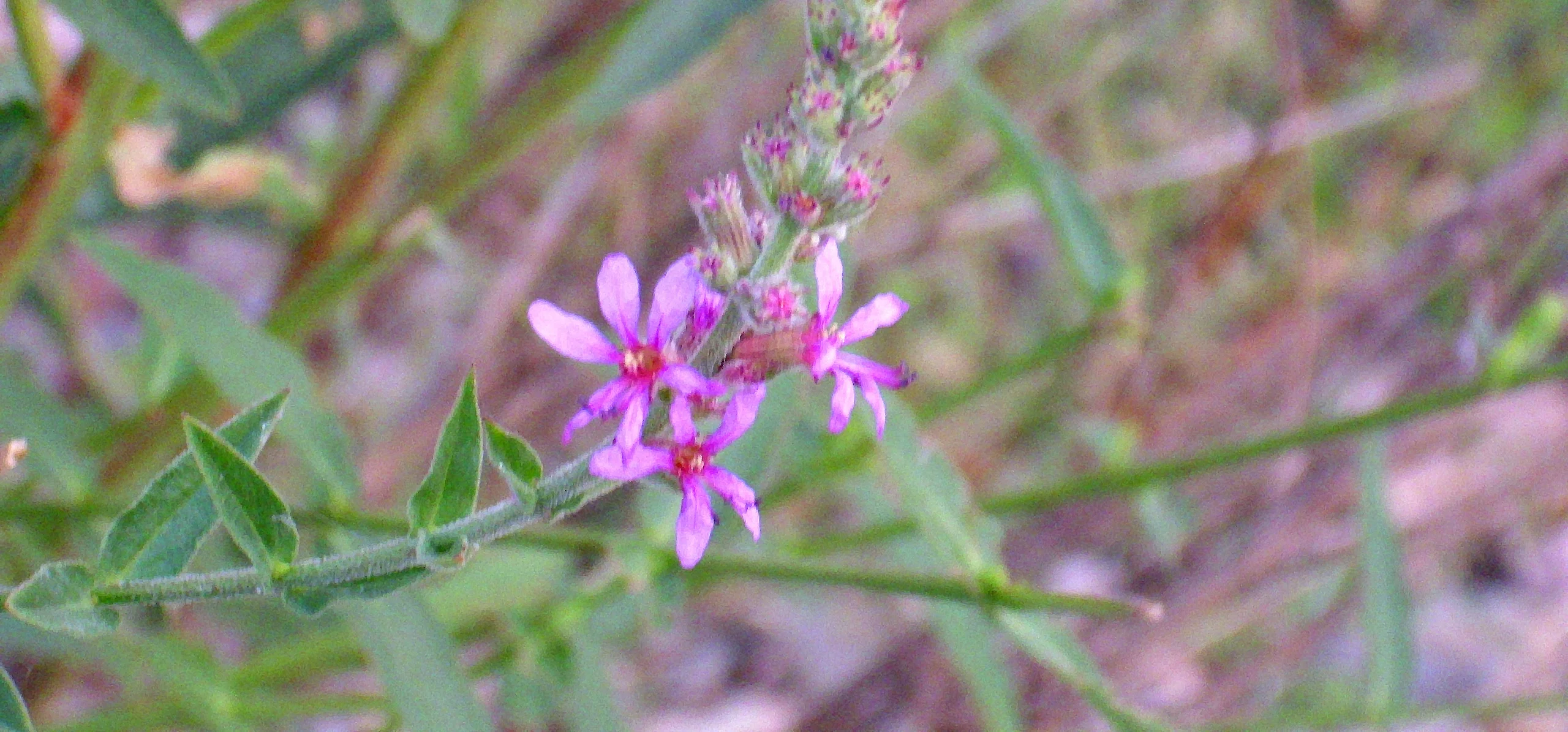 Purple Loosestrife