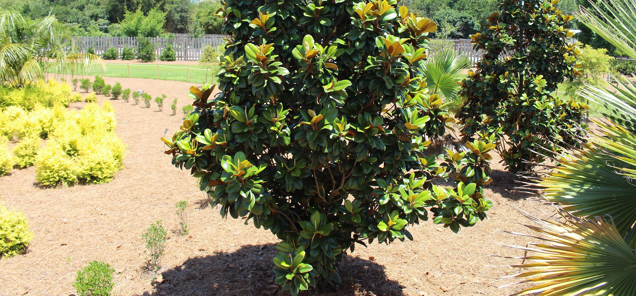 Southern Magnolia