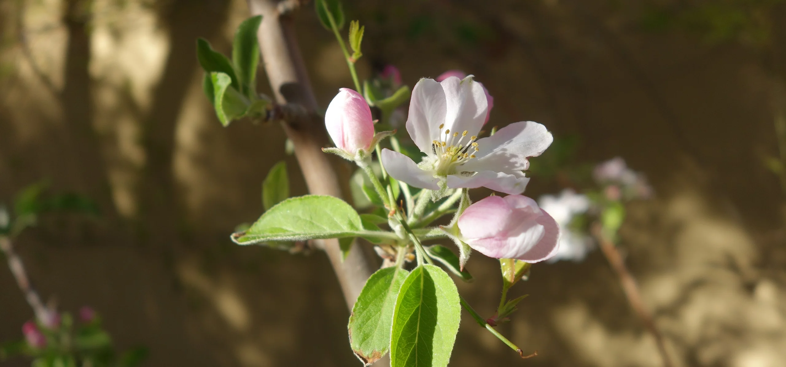 Apple Tree