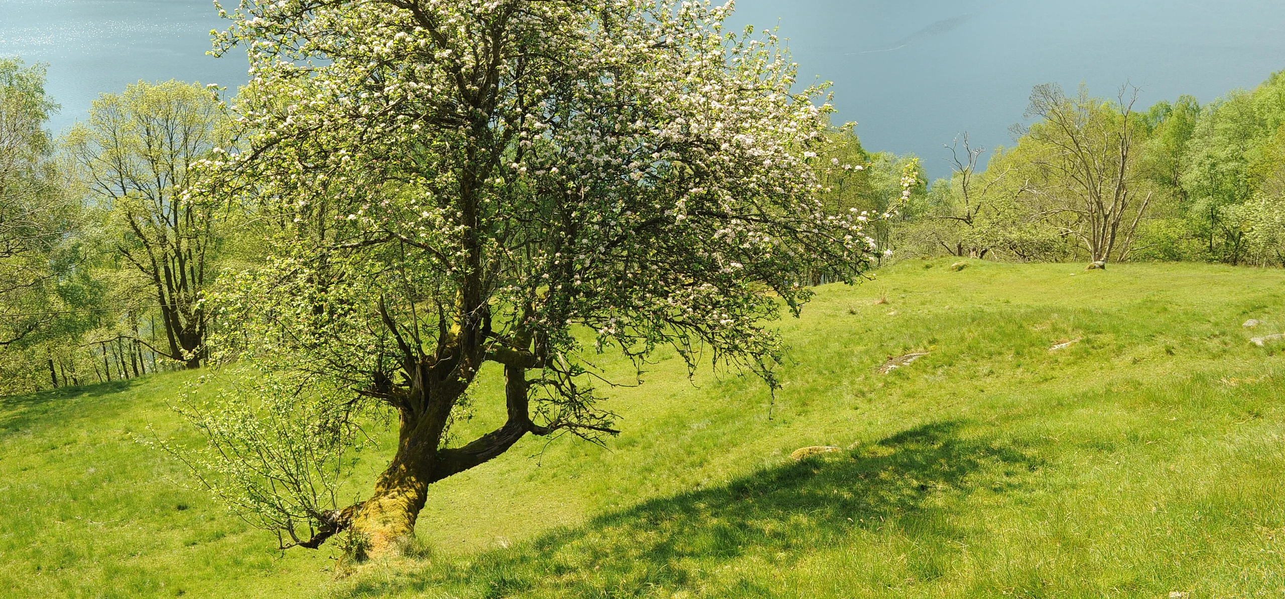 European Crab Apple