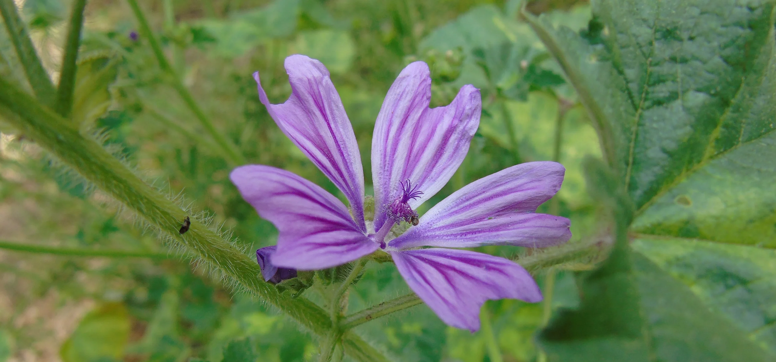 Common Mallow