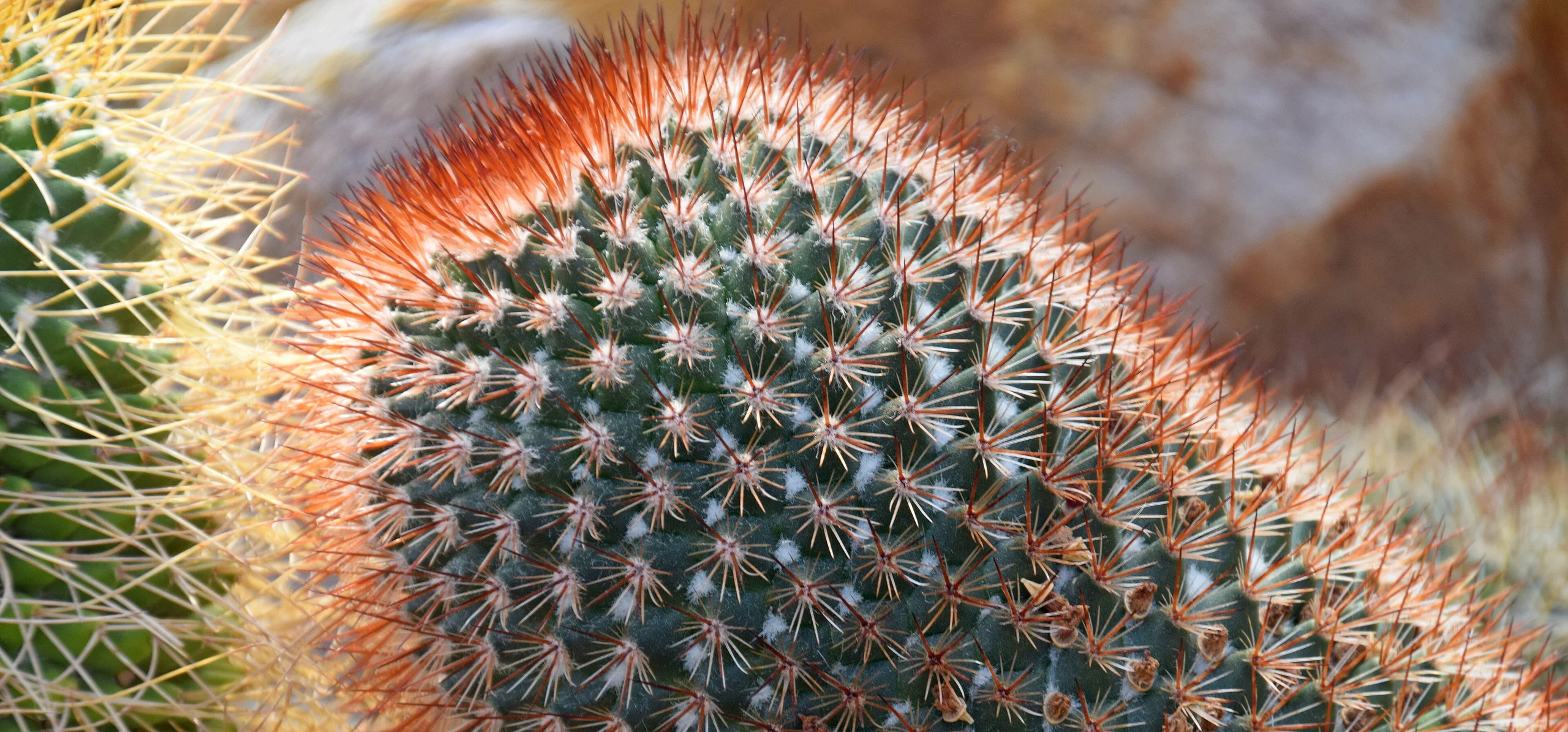 Pincushion Cactus