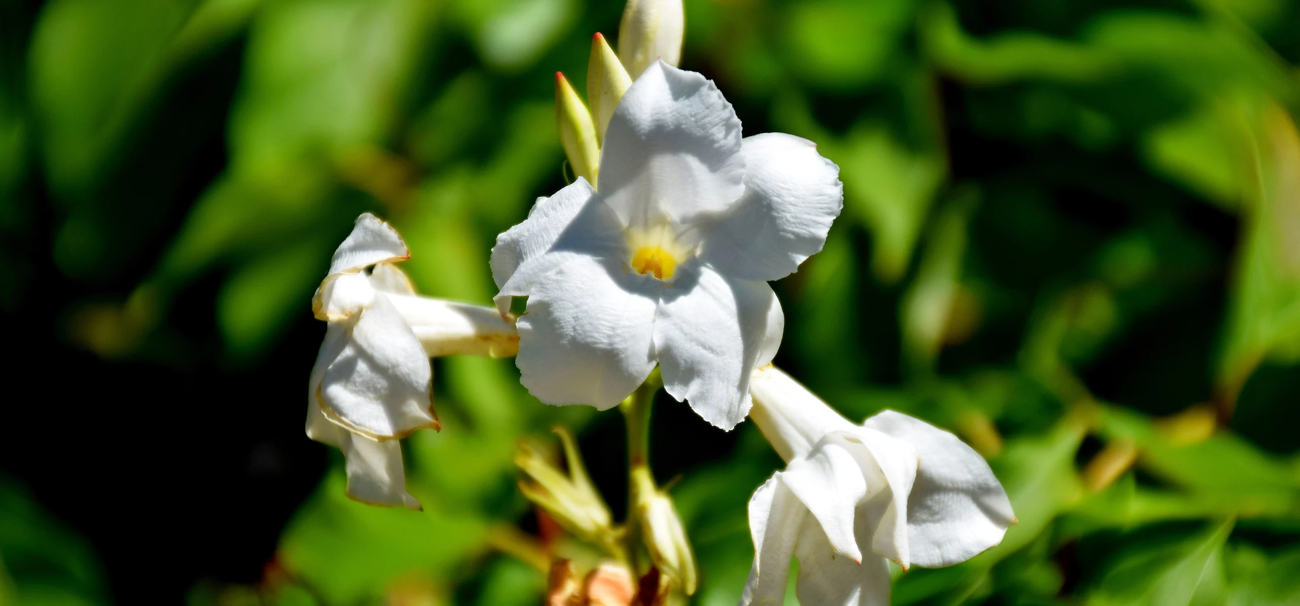 Chilean Jasmine