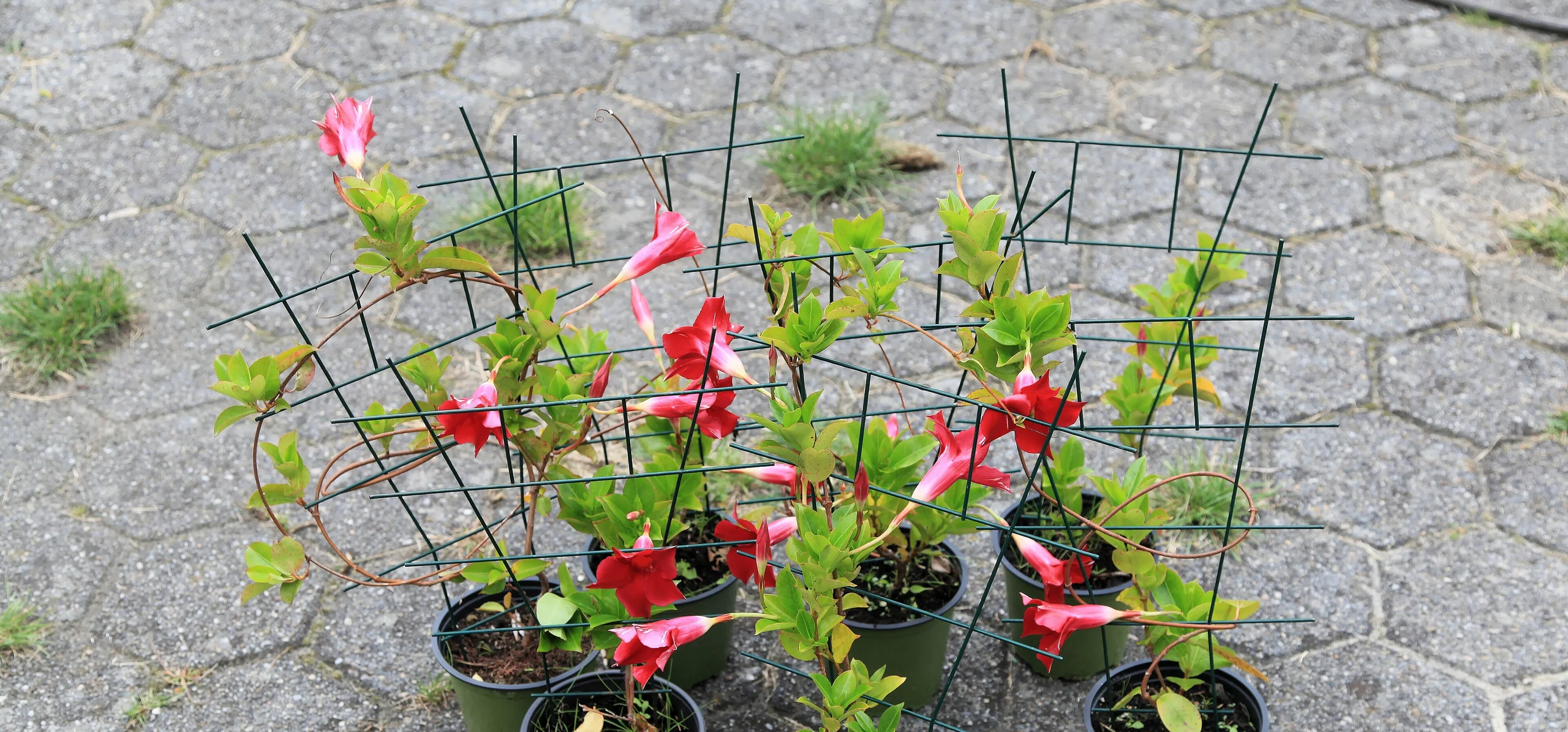 Brazilian Jasmine