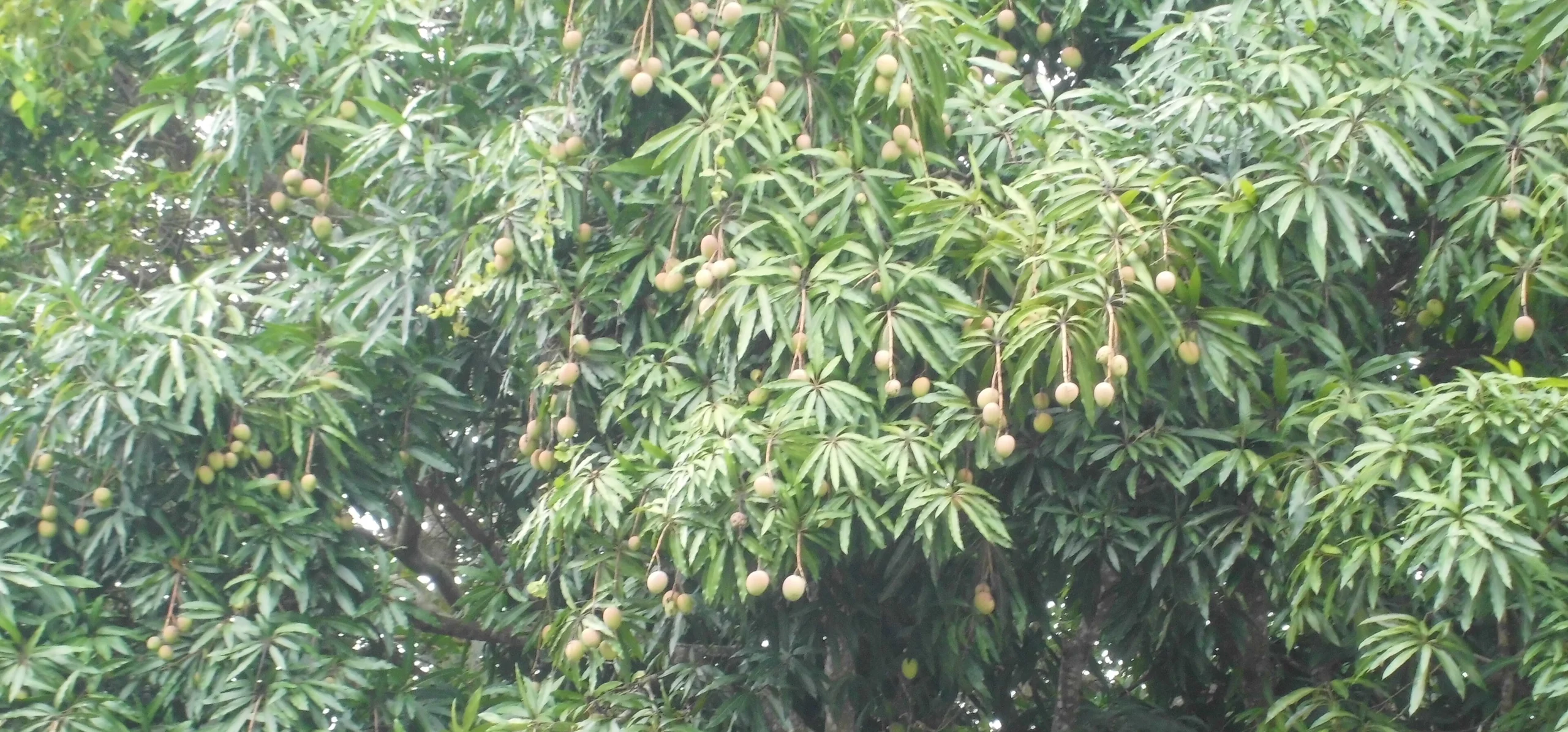 Mango Tree