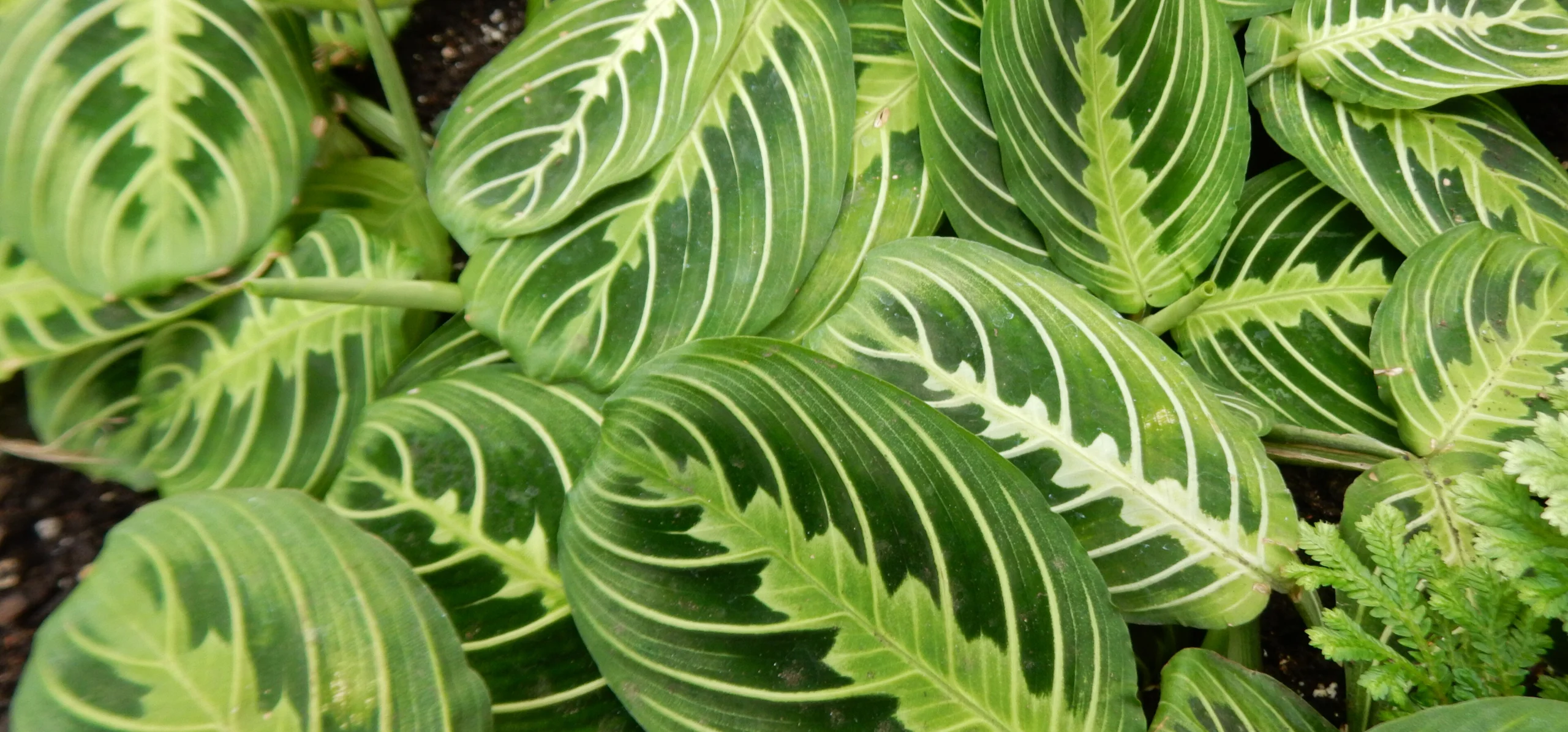 Prayer Plant