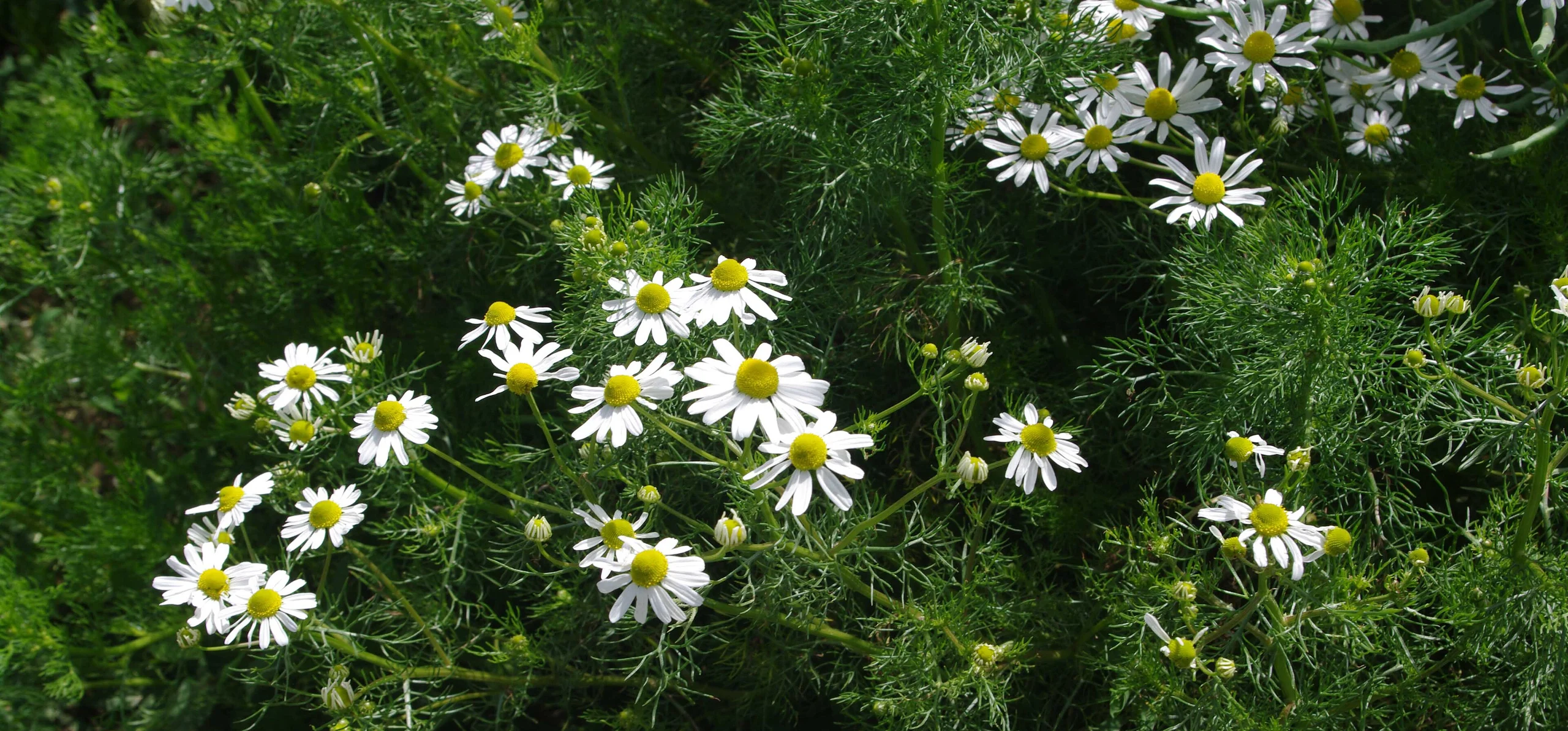 German Chamomile