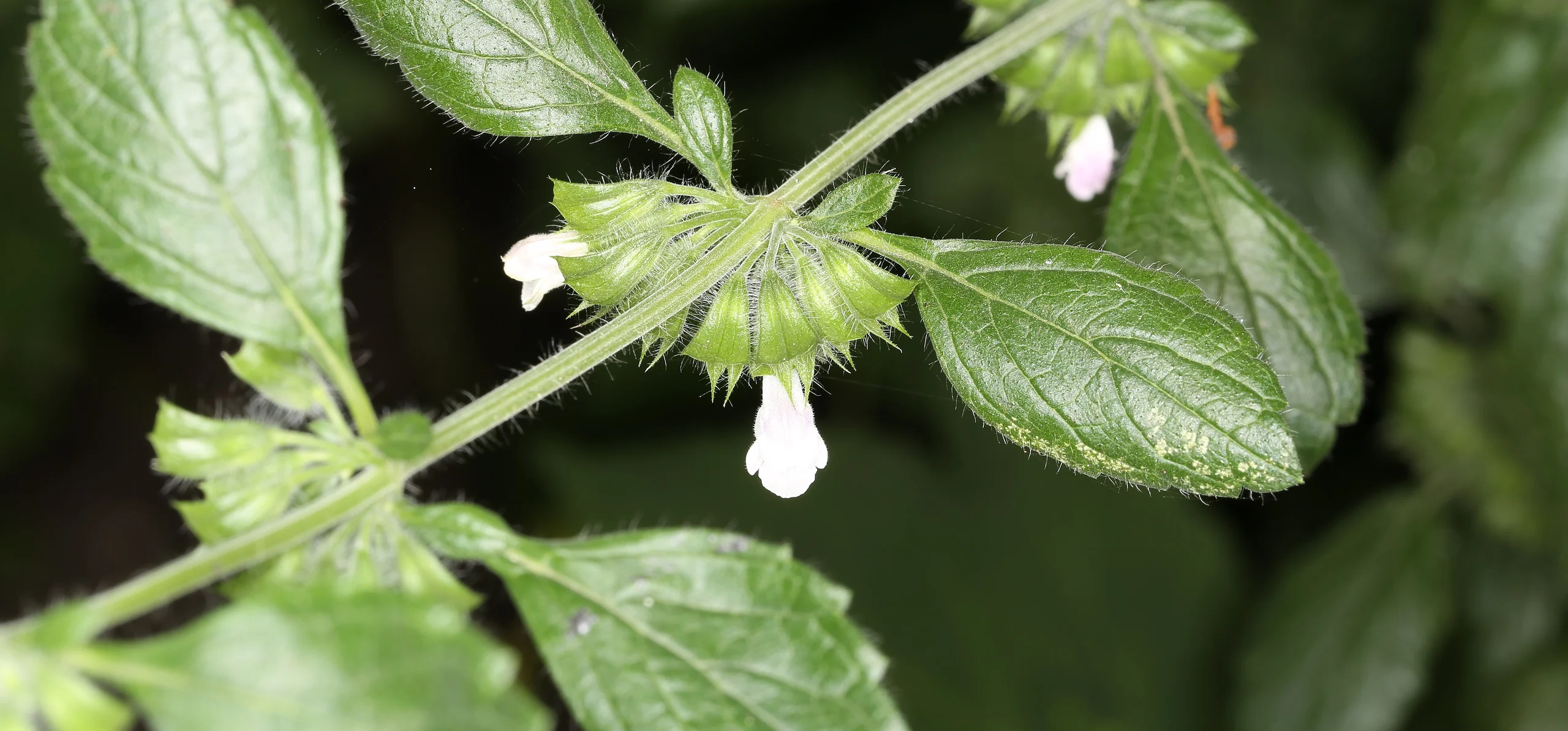 Lemon Balm