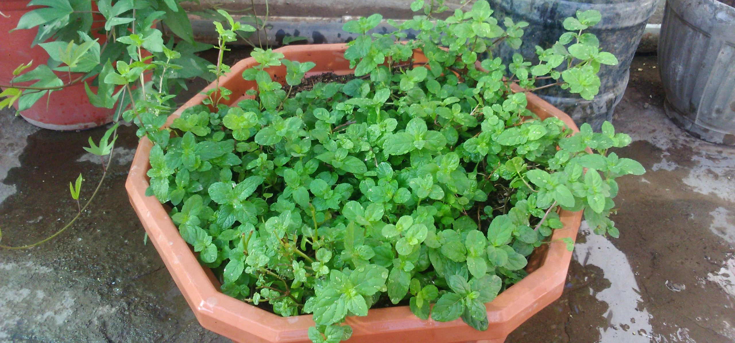 Peppermint