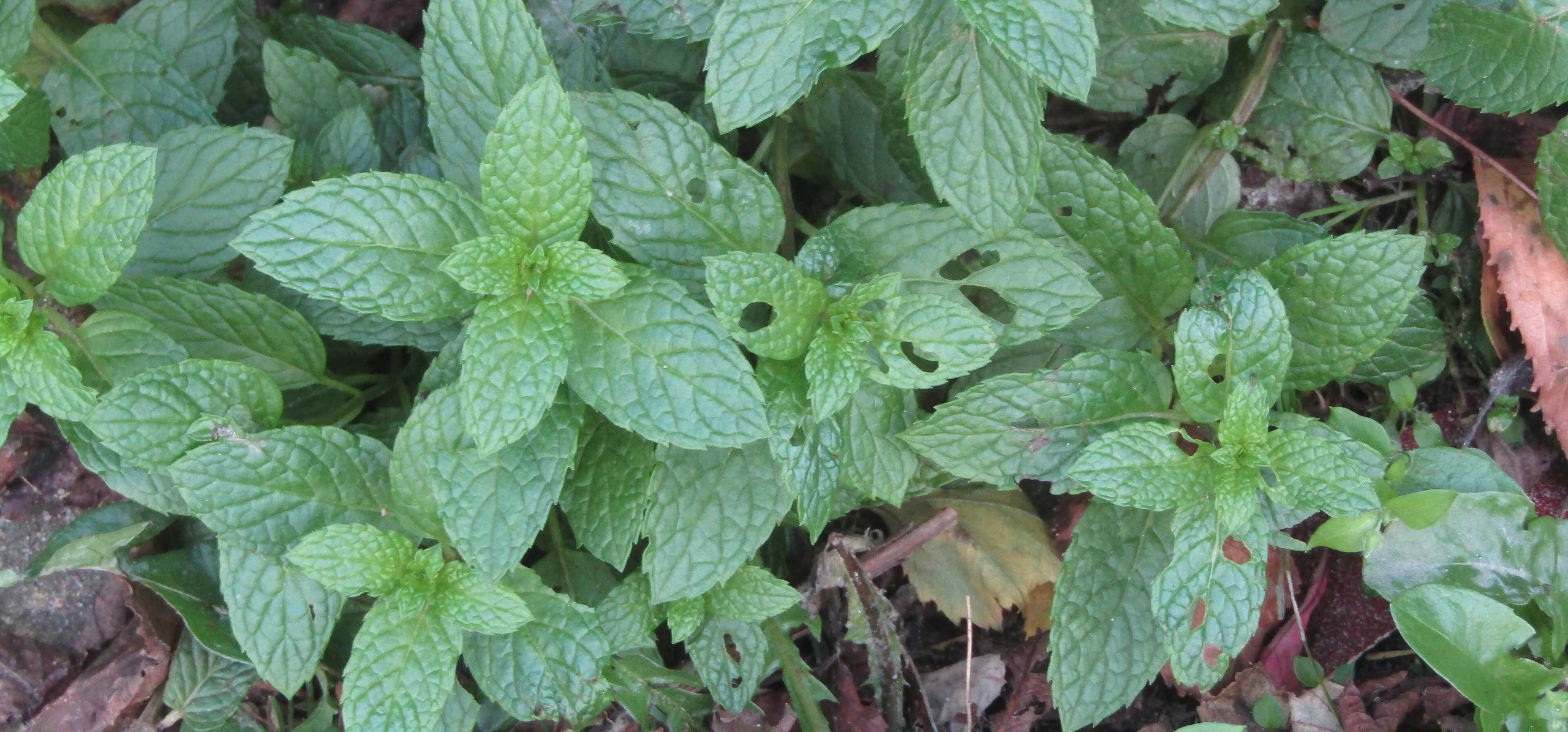Spearmint