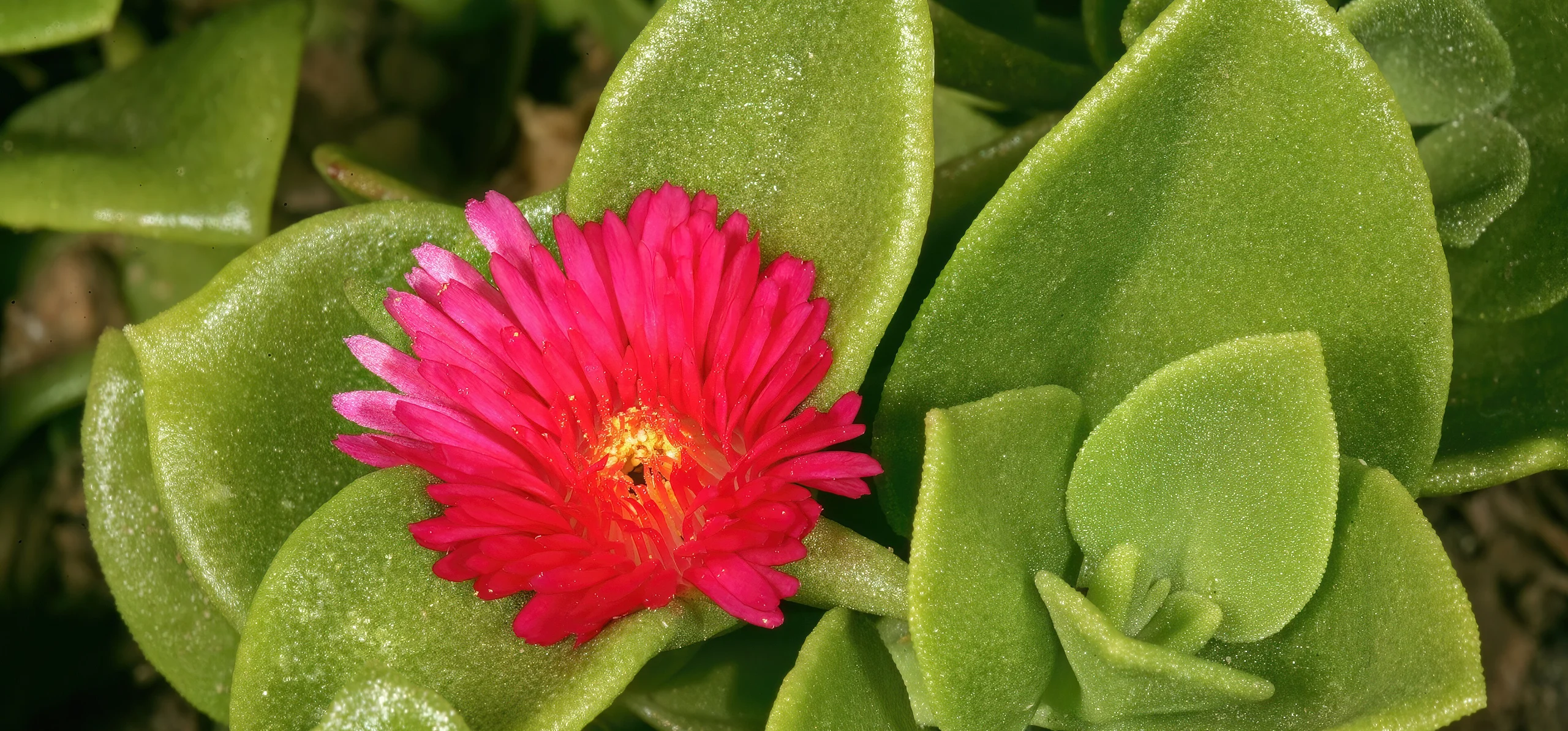 Heartleaf Ice Plant