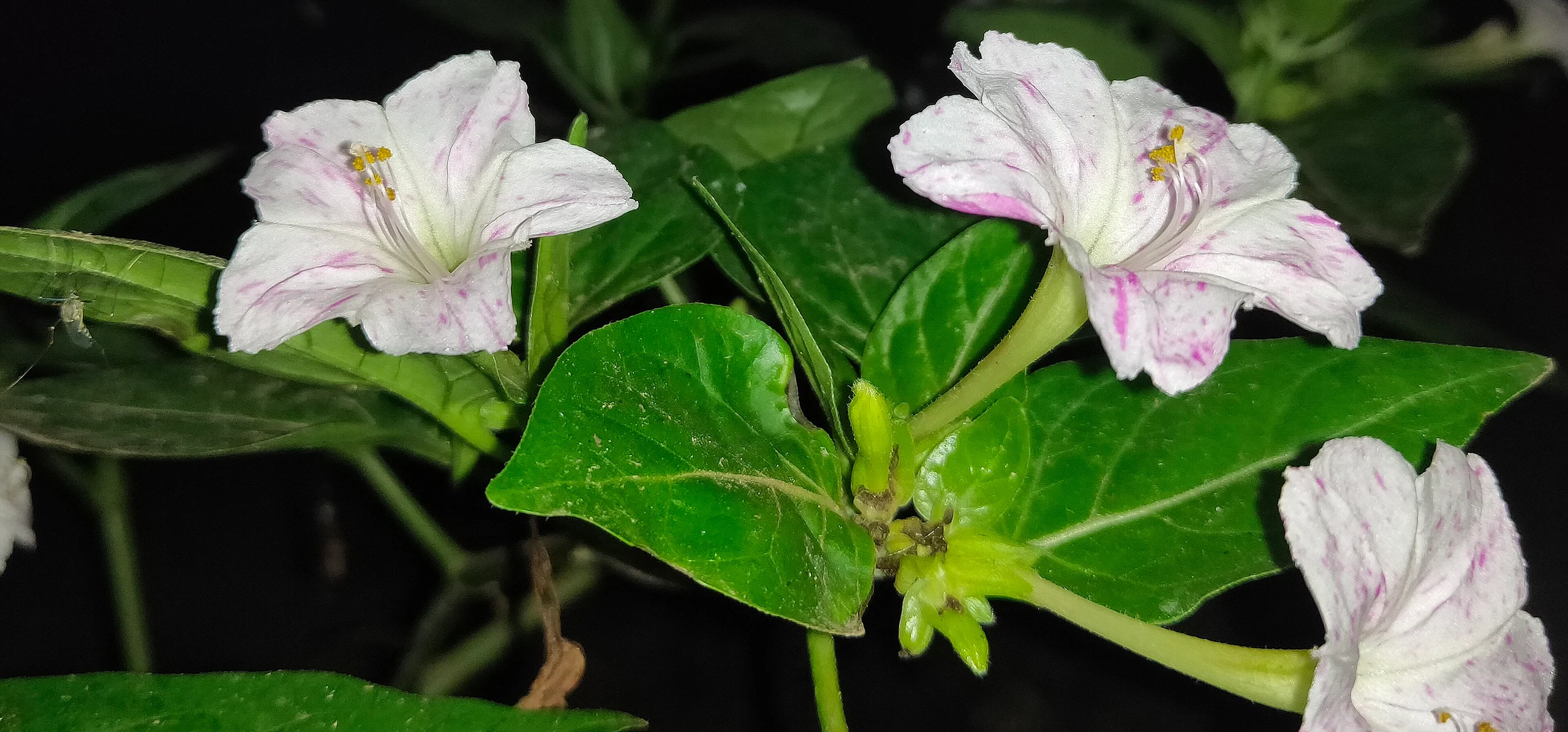 Four O'Clock Flower