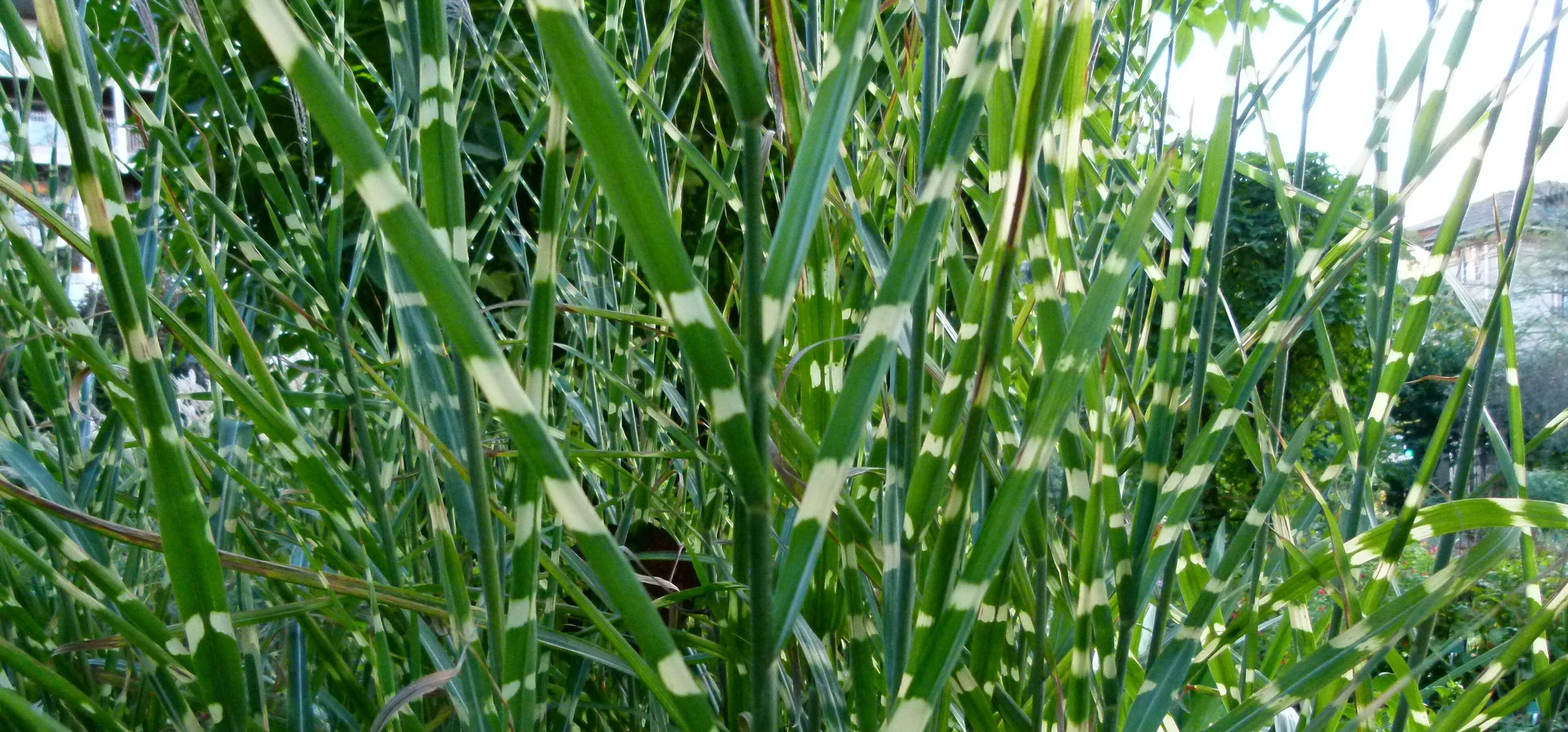 Chinese Silver Grass
