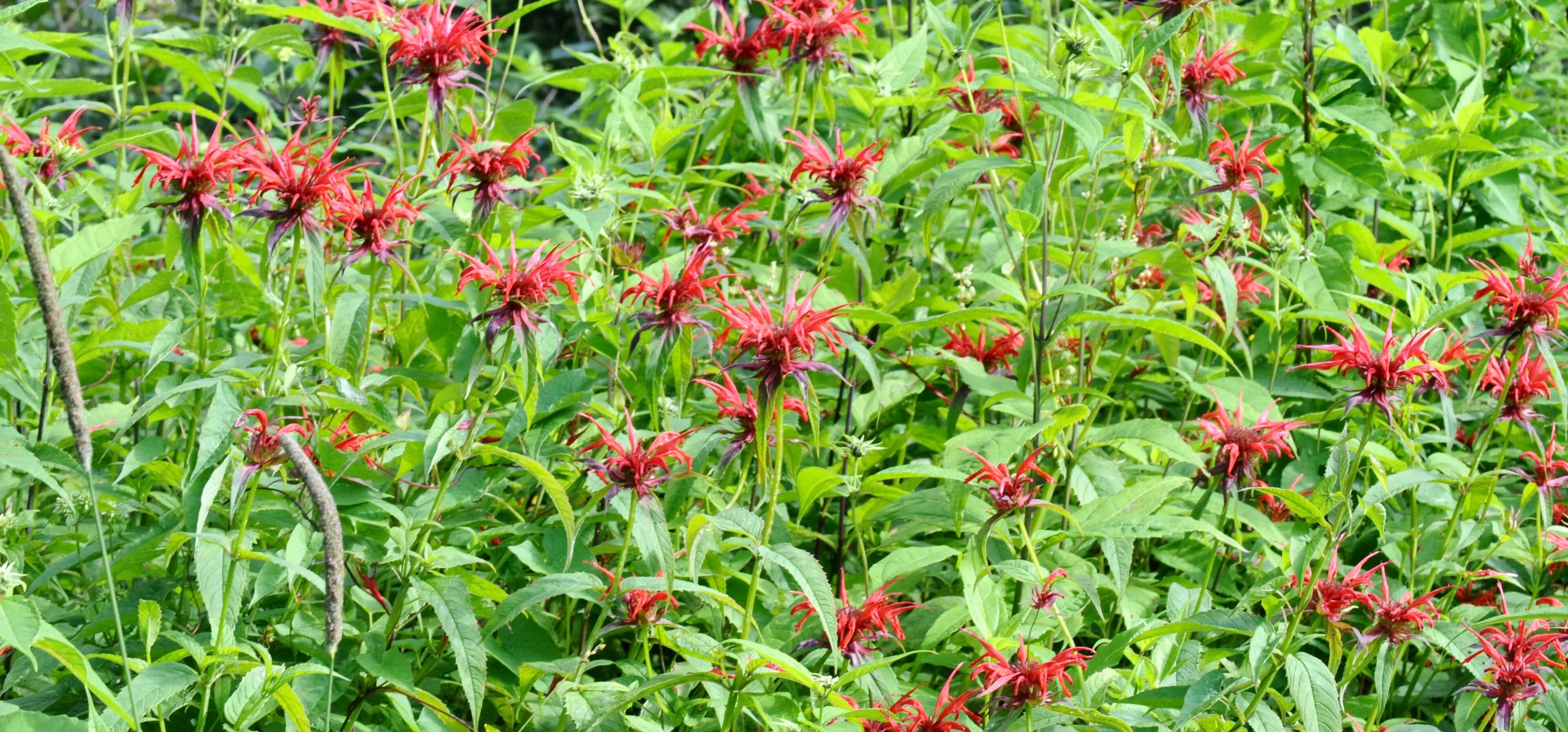 Scarlet Bee Balm