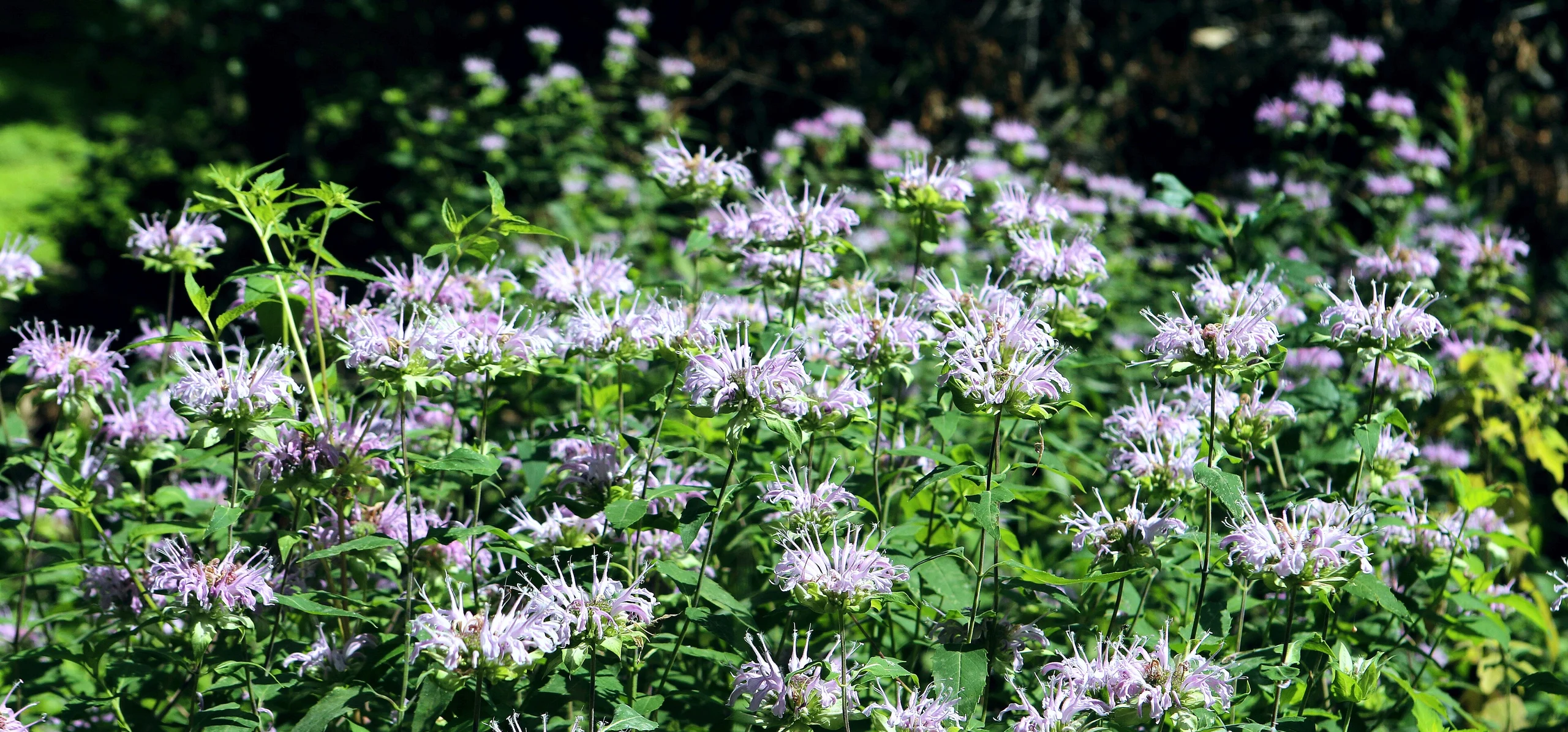 Wild Bergamot