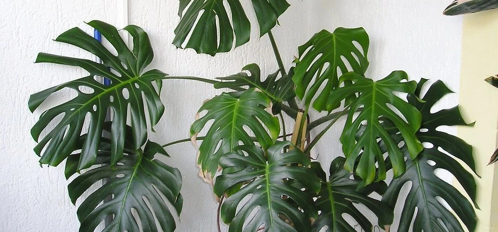 Swiss Cheese Plant