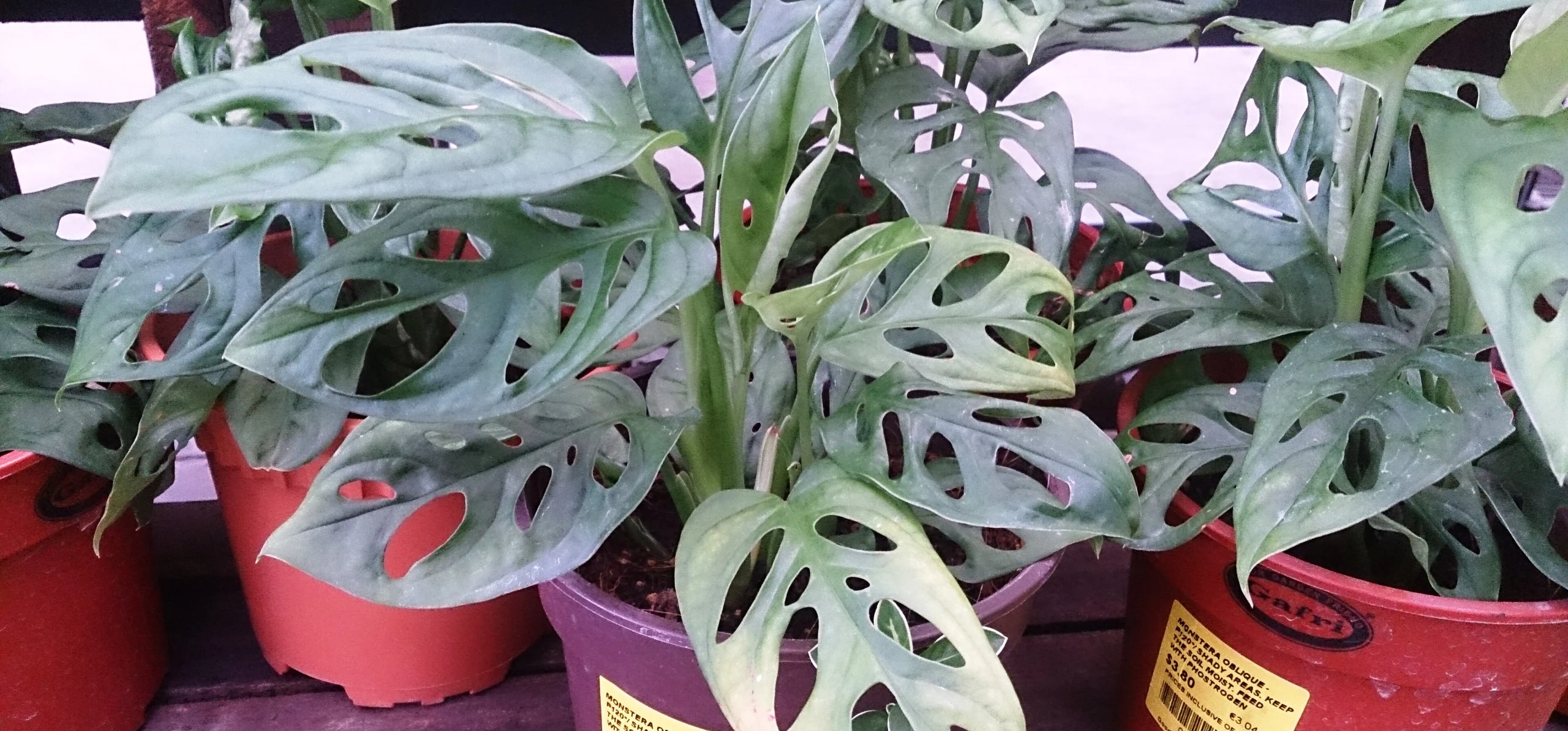 Monstera Obliqua