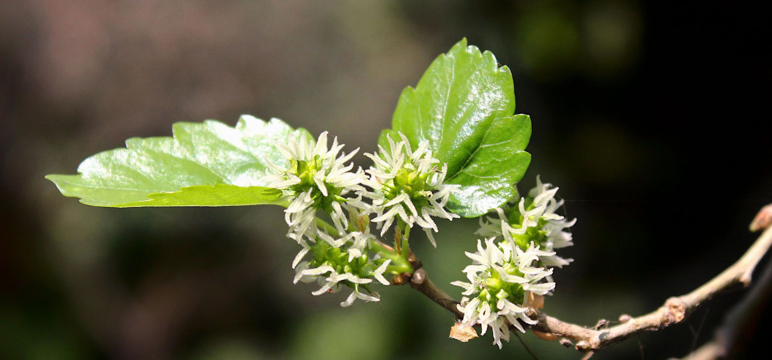 White Mulberry