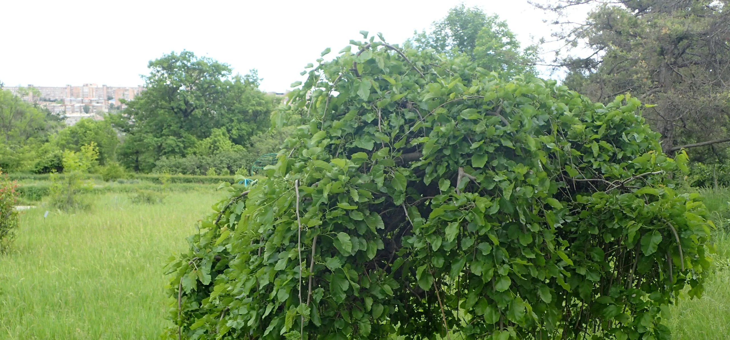 Black Mulberry