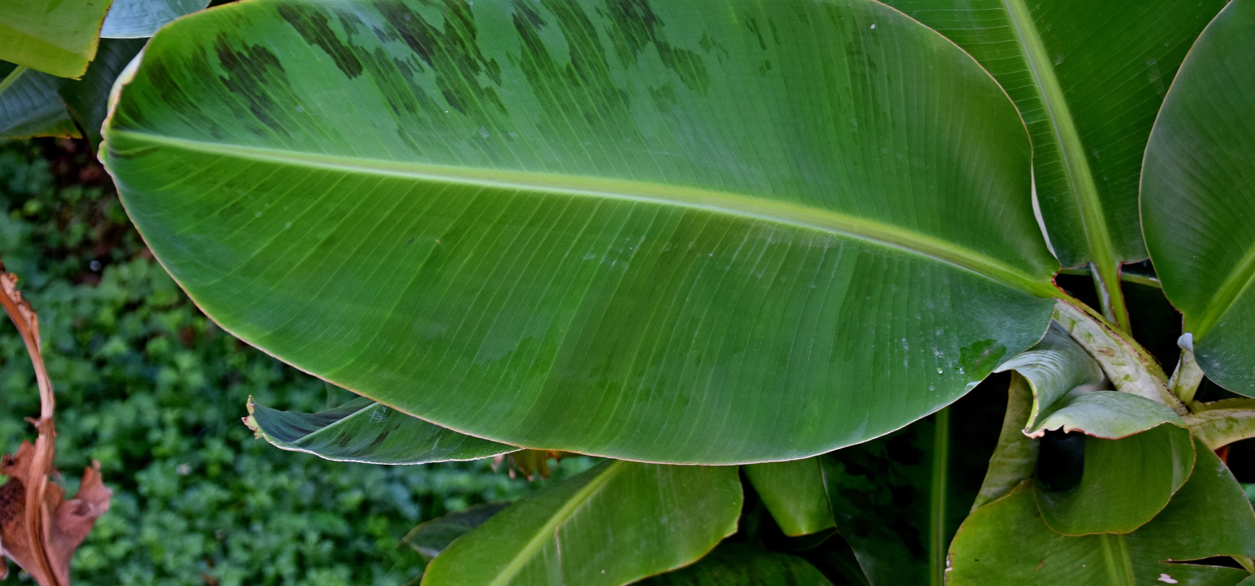 Banana Plant