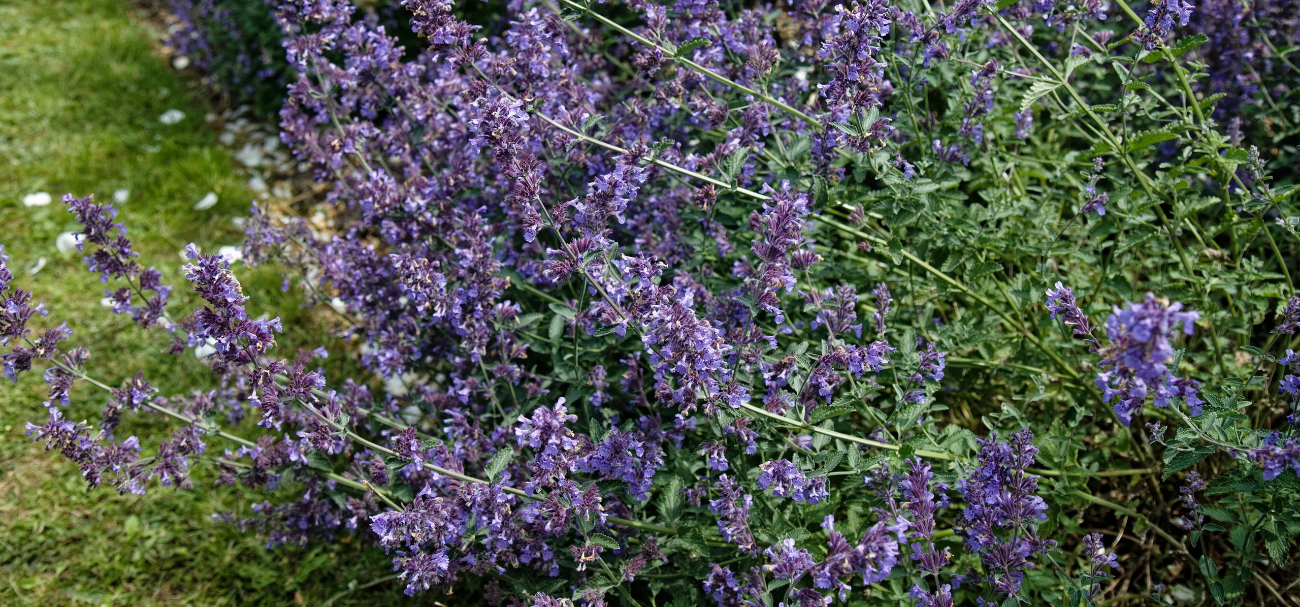 Faassen's Catmint