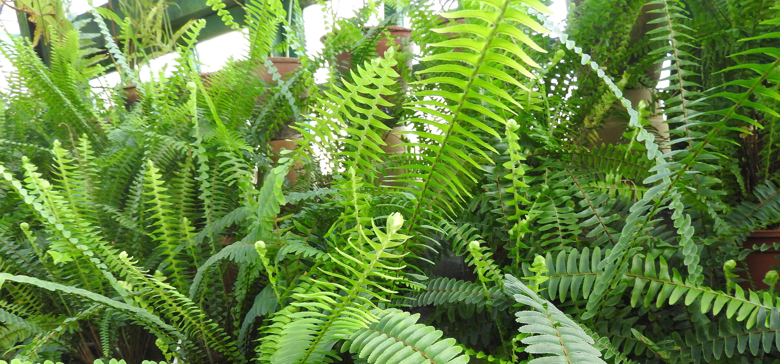 Boston Fern