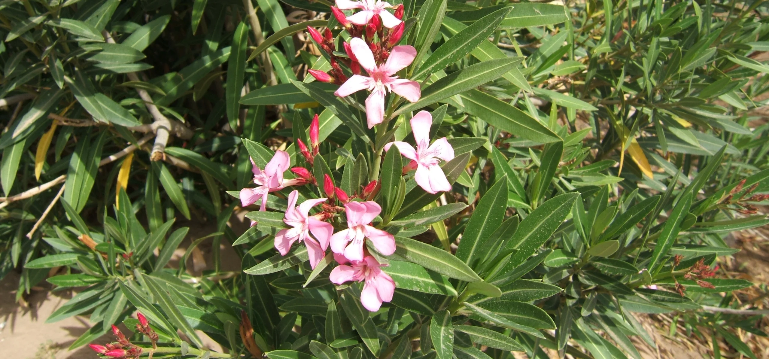 Oleander