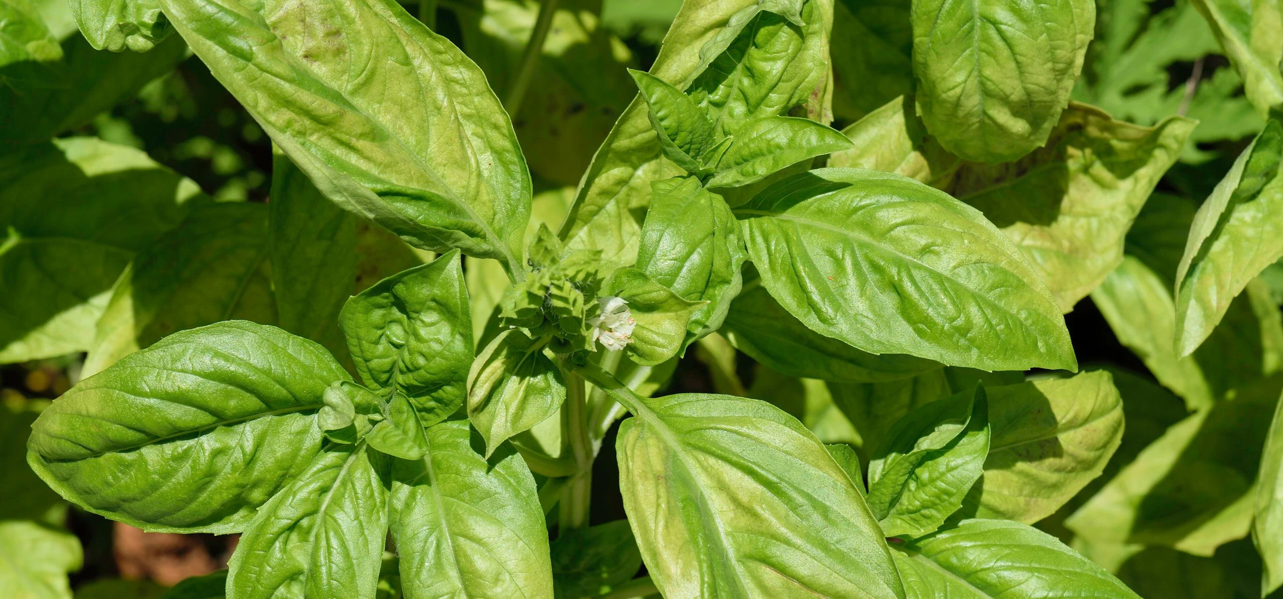 Basil
