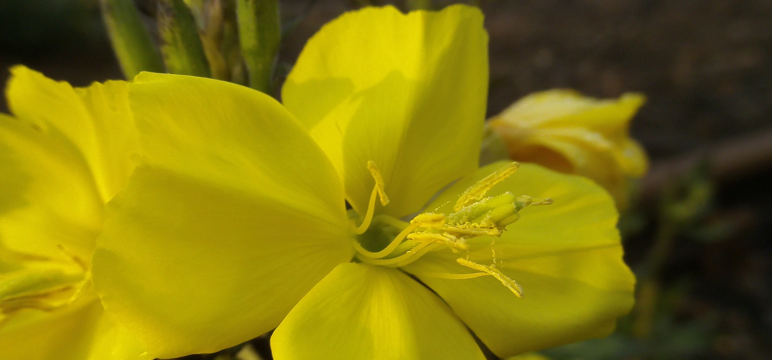 Common Evening Primrose