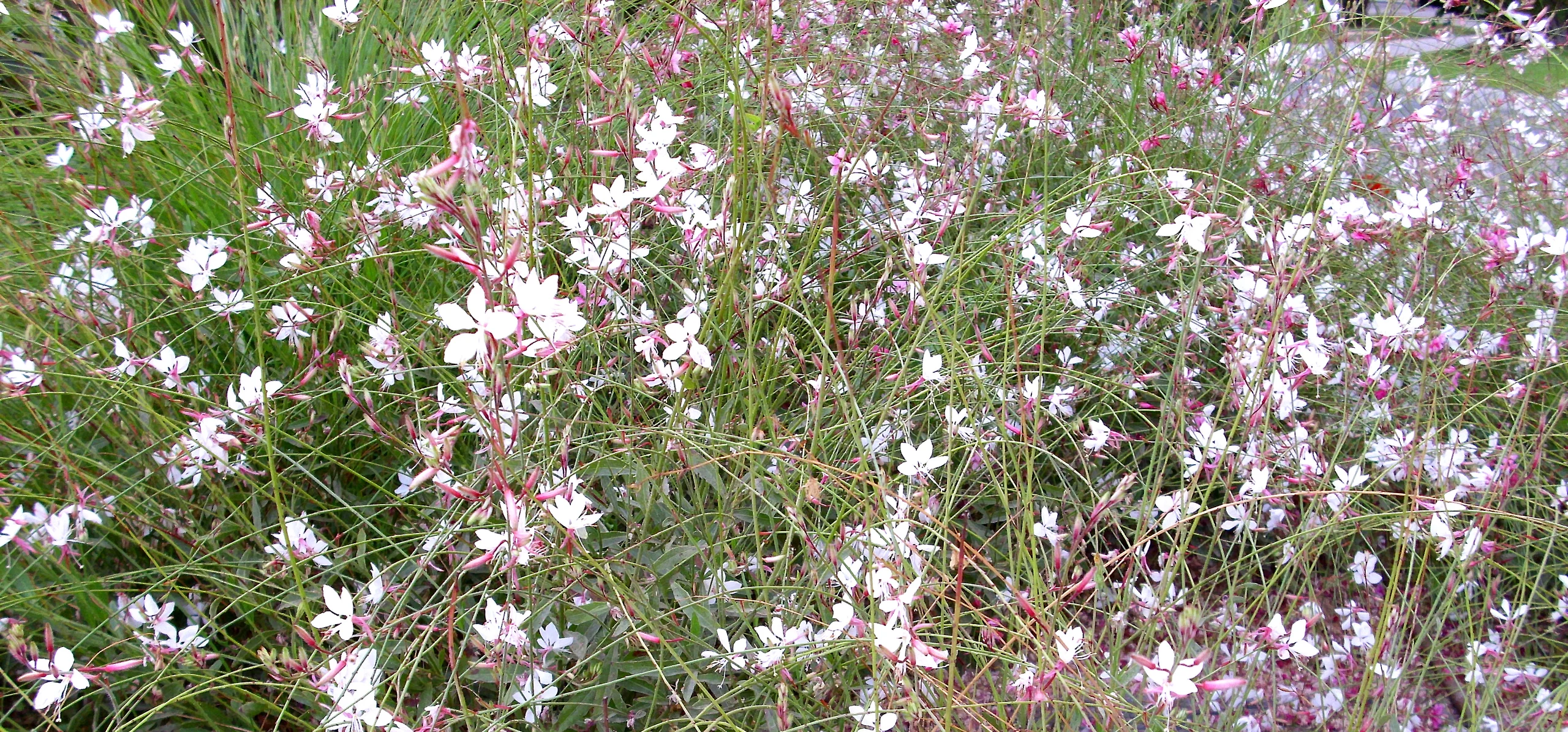 Lindheimer's Beeblossom