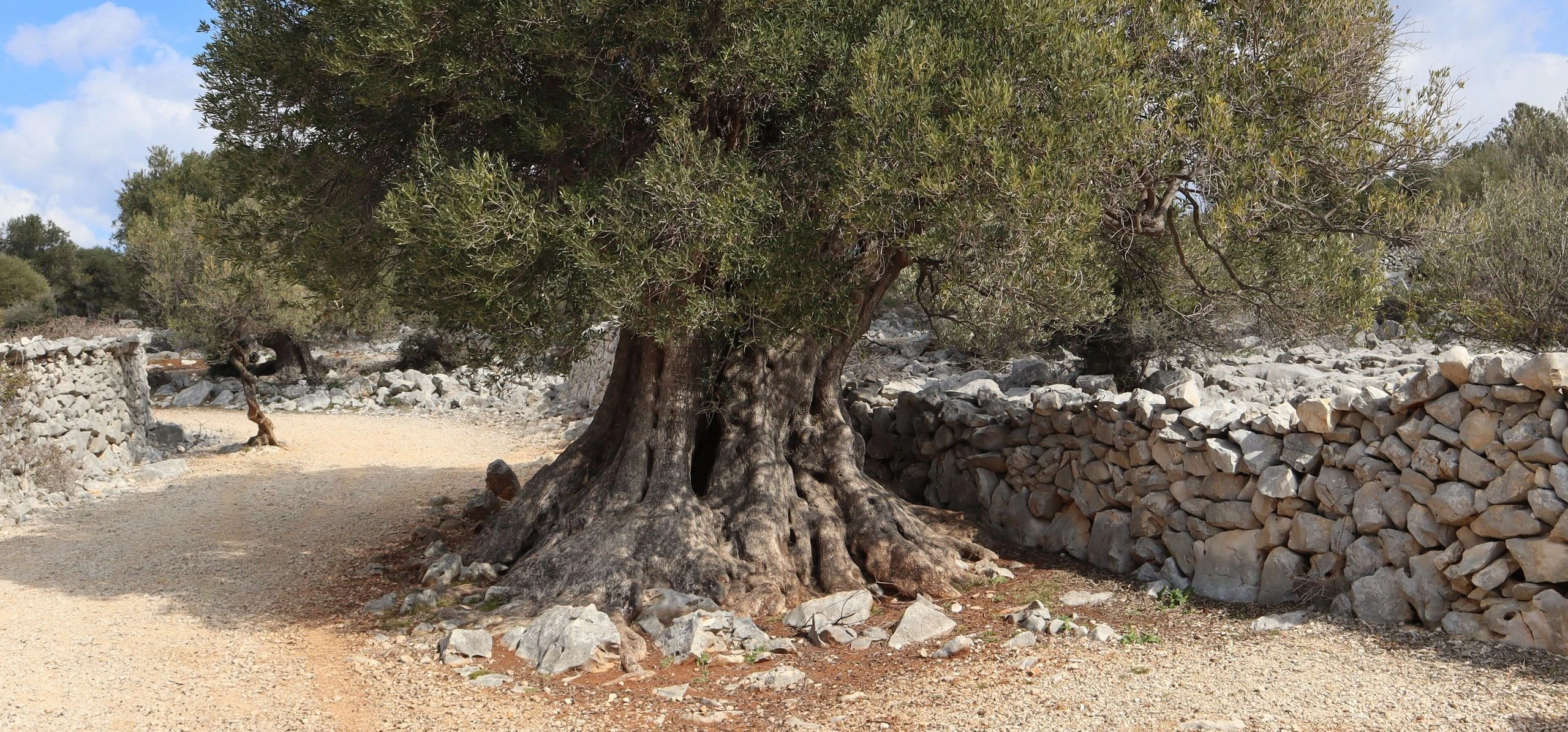 Olive Tree