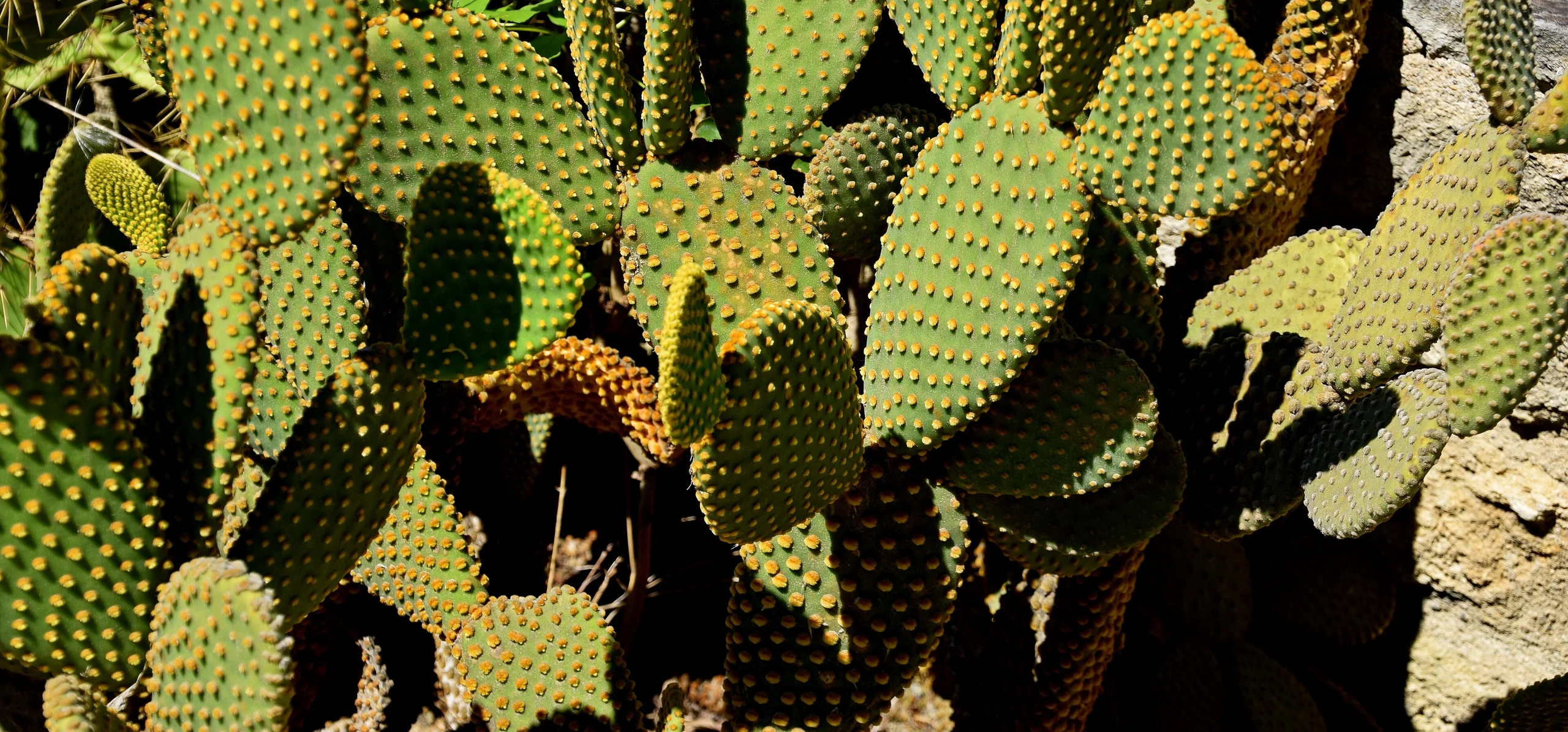 Bunny Ears Cactus
