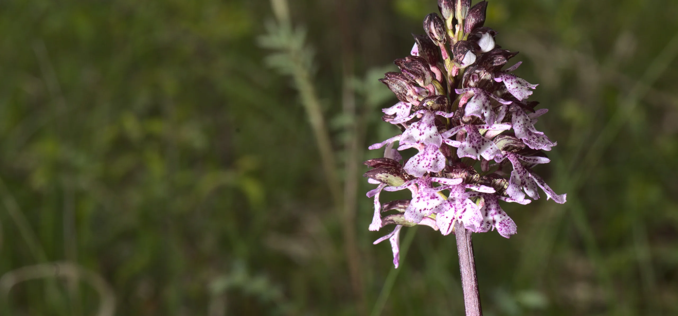 Lady Orchid
