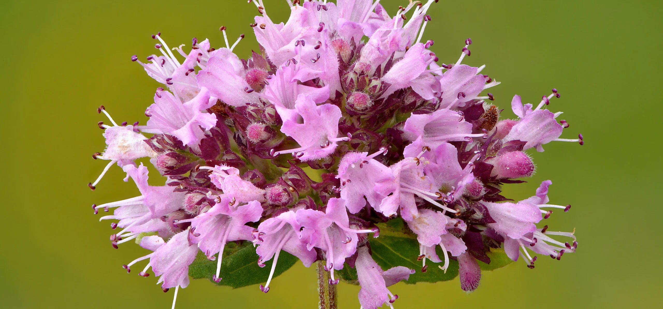 Oregano
