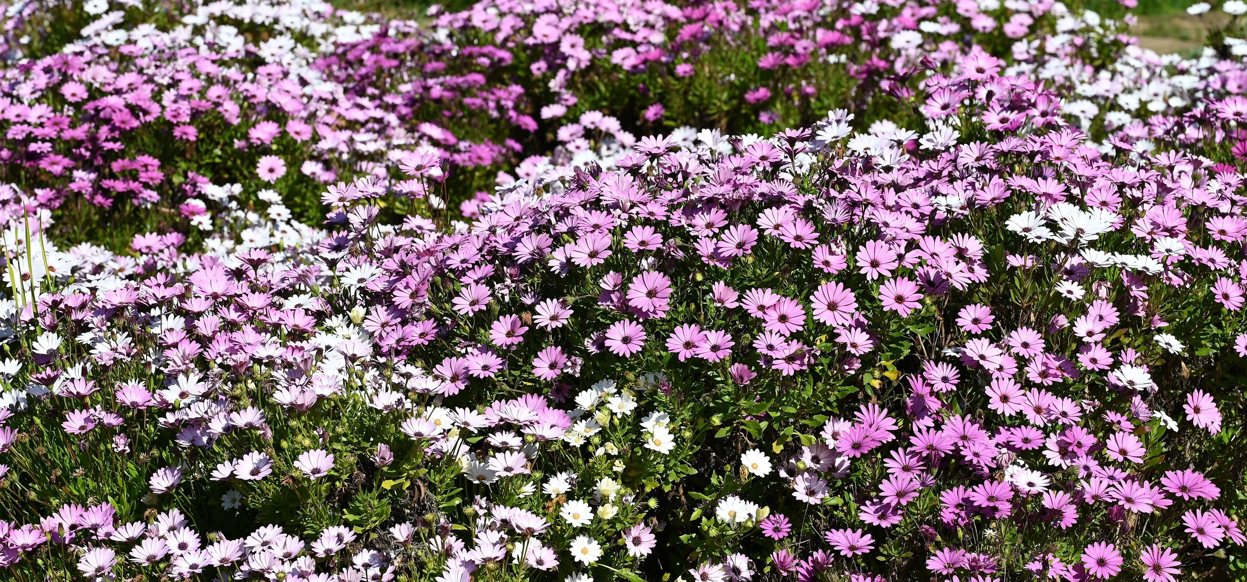 African Daisy