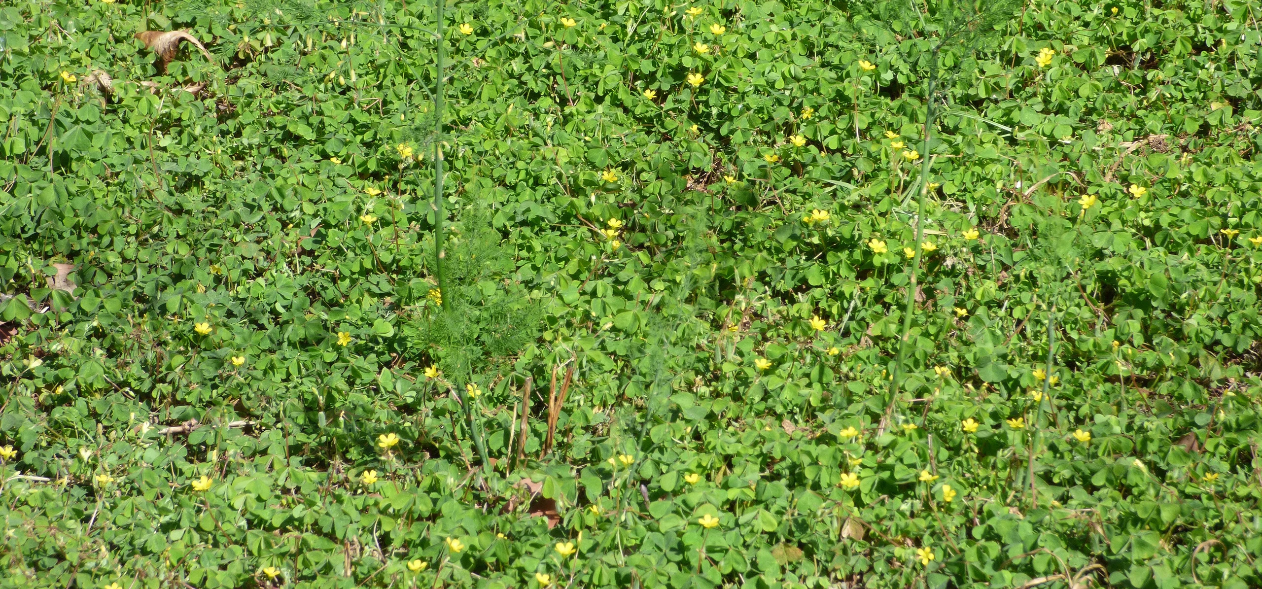Creeping Woodsorrel
