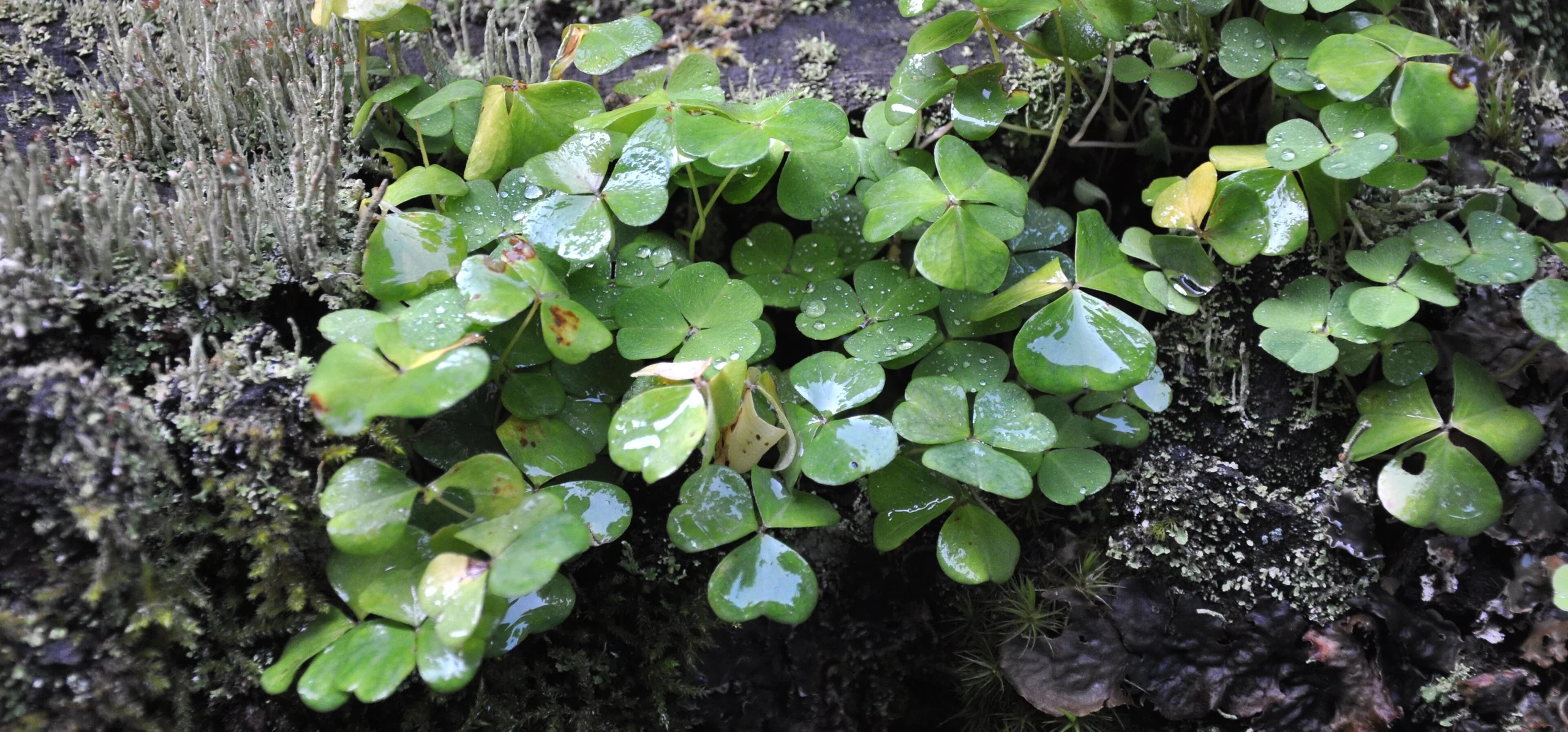 Dillenius' Woodsorrel