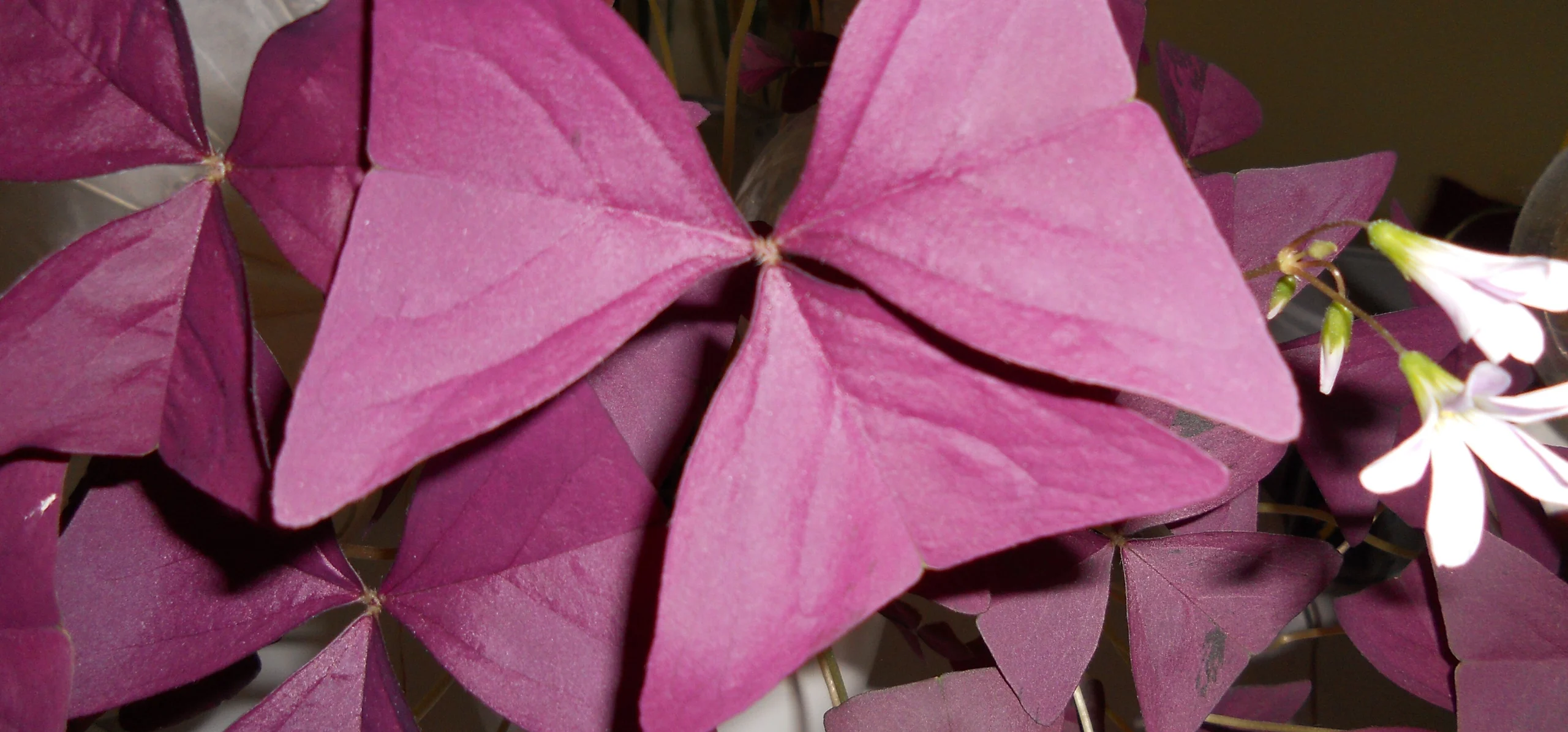 Purple Shamrock