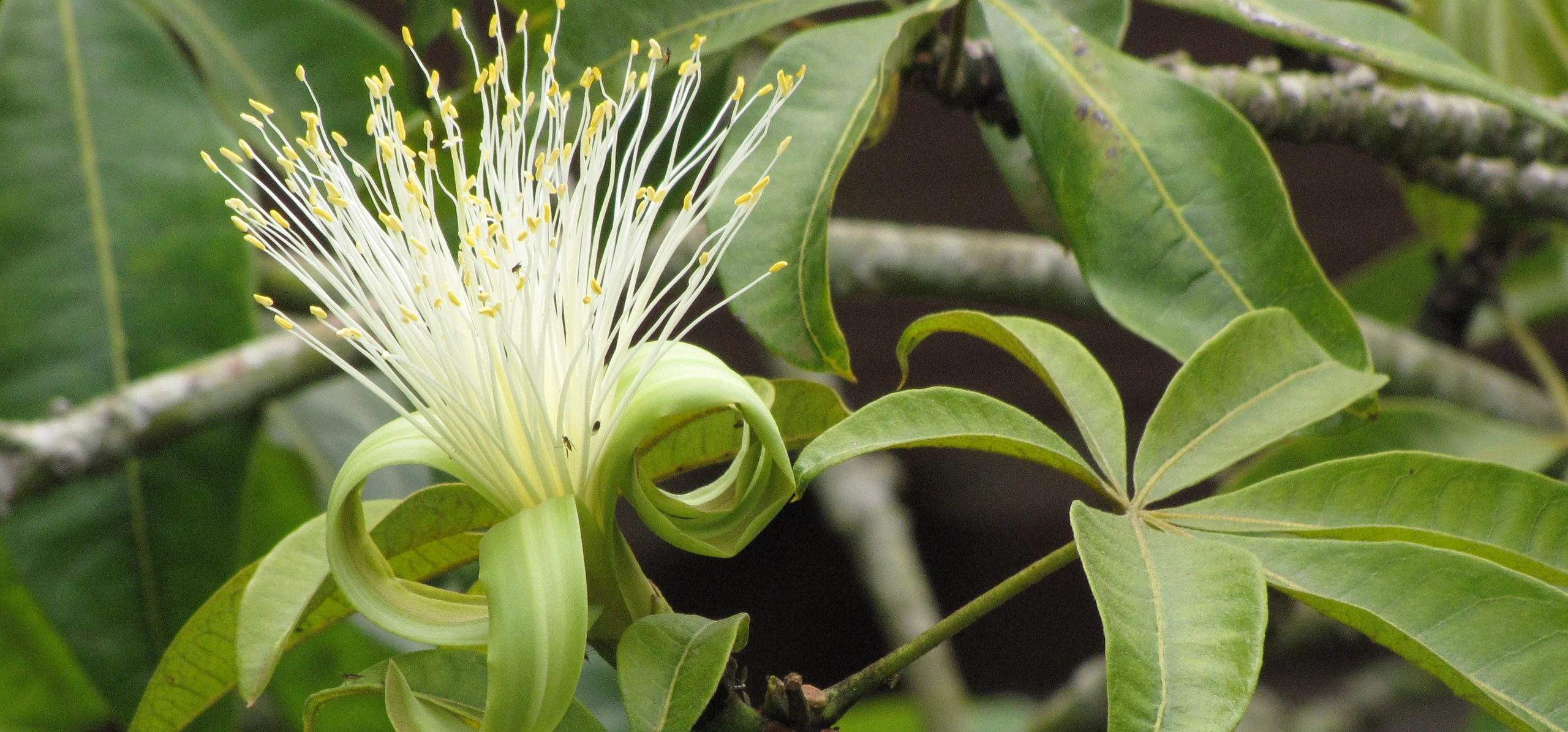 Saba Nut
