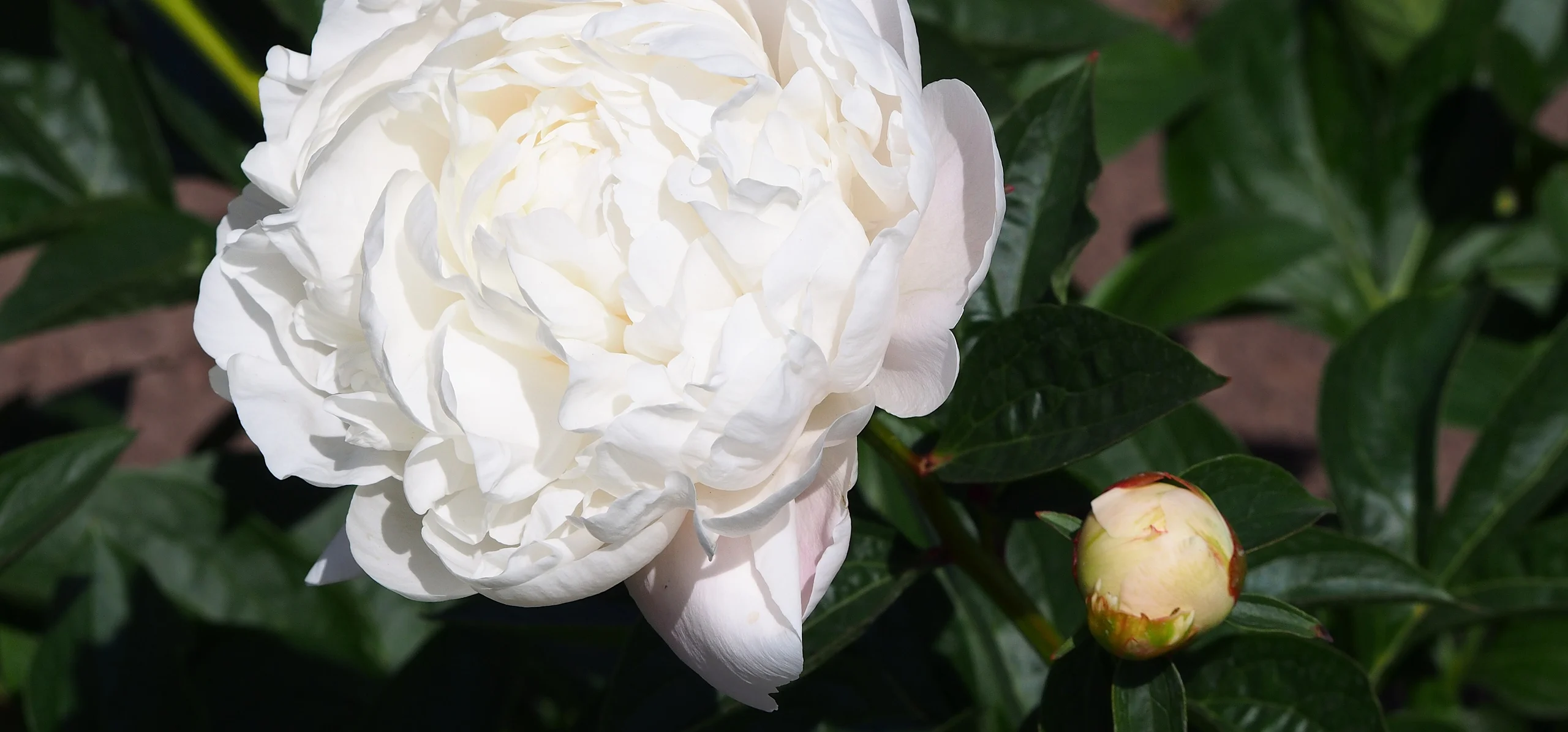 Chinese Peony