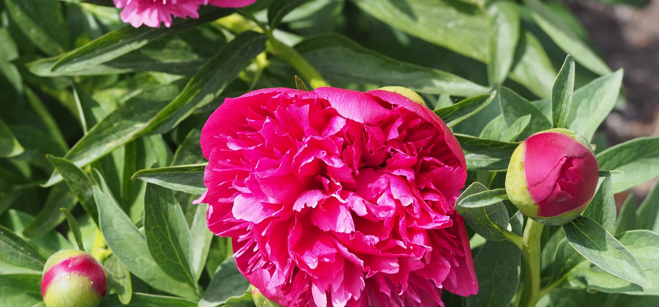 Common Peony