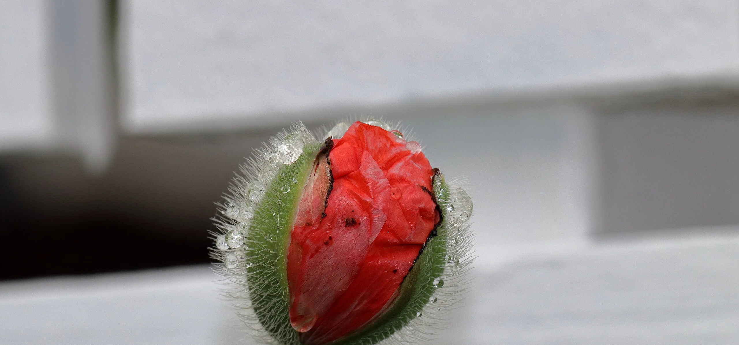Common Poppy