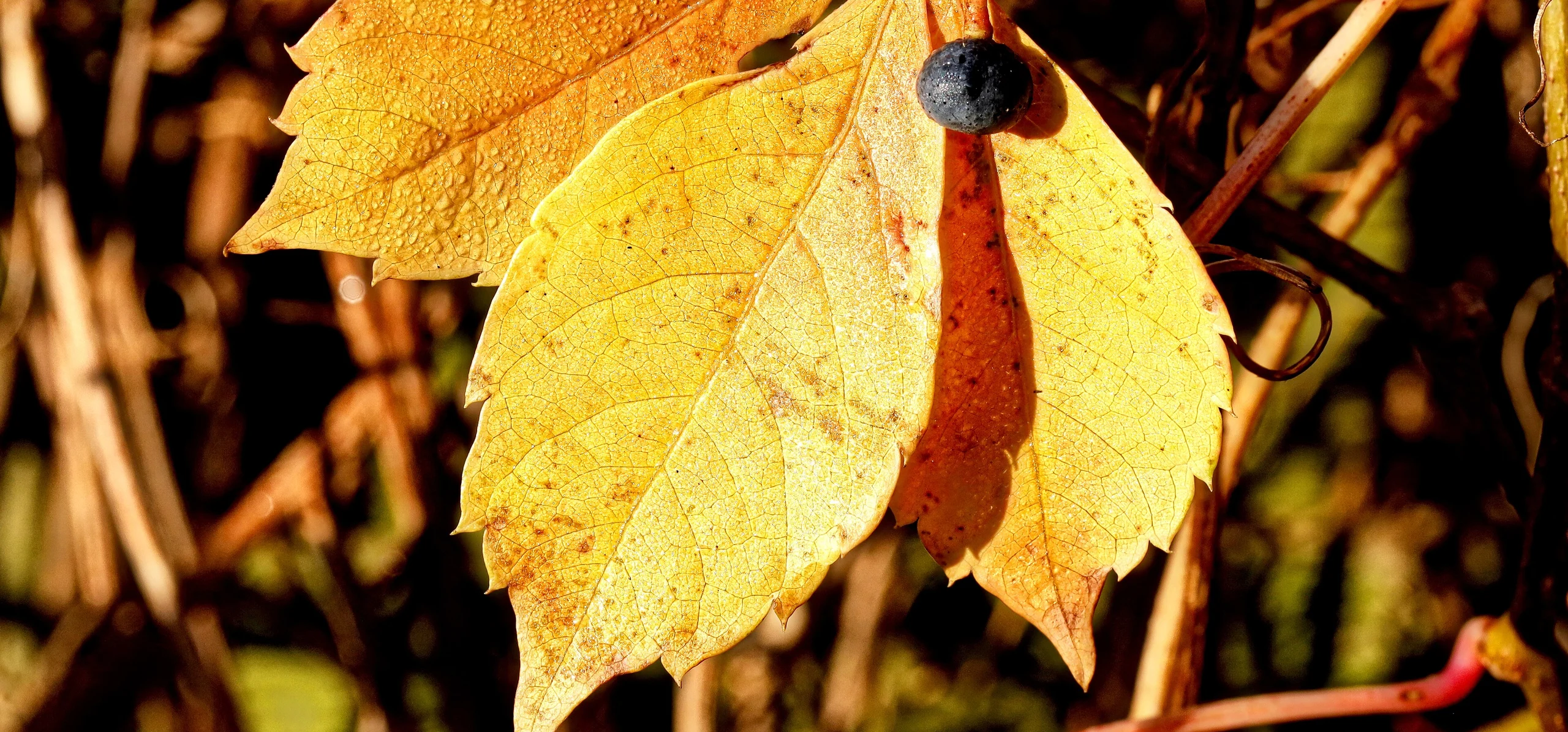 Virginia Creeper