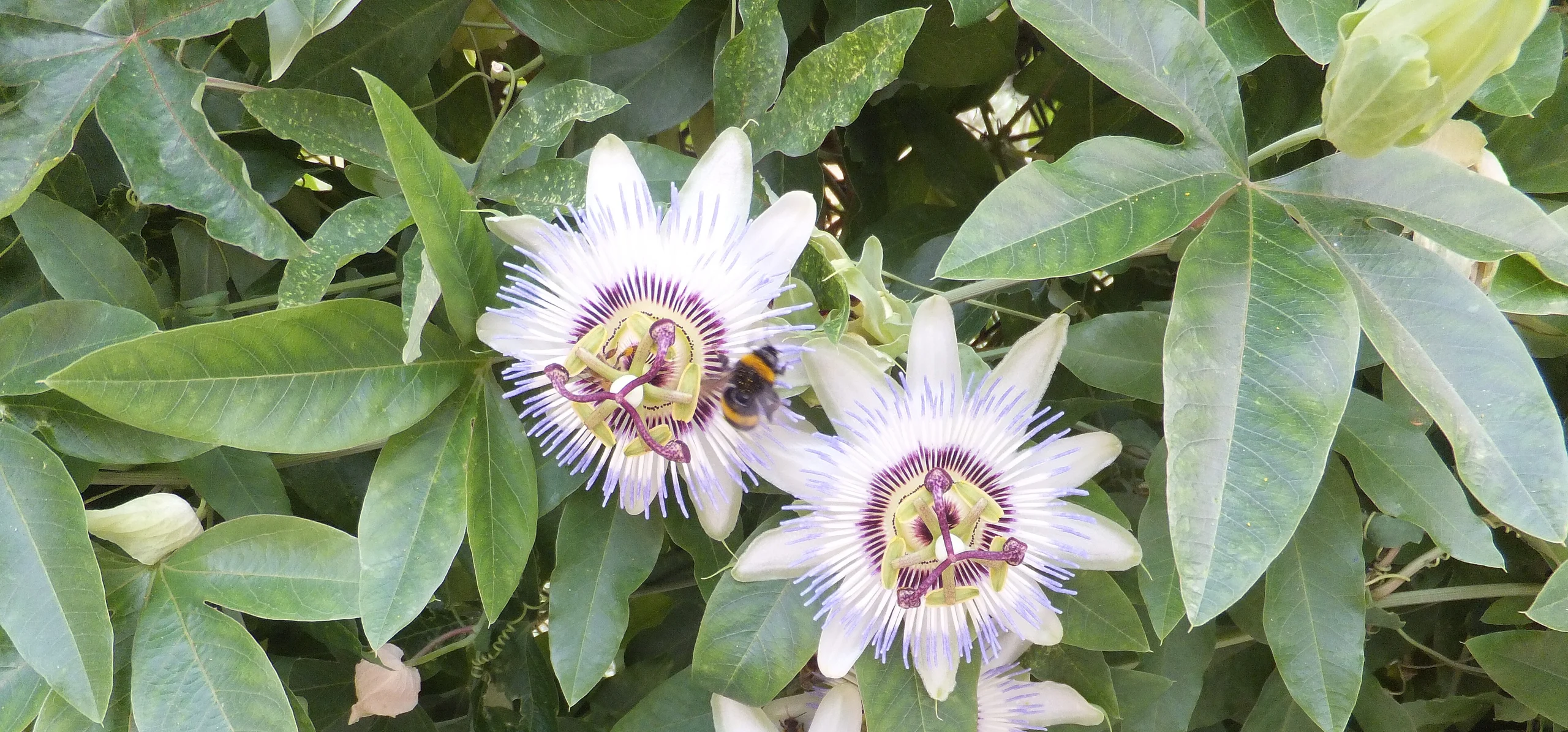 Blue Passionflower
