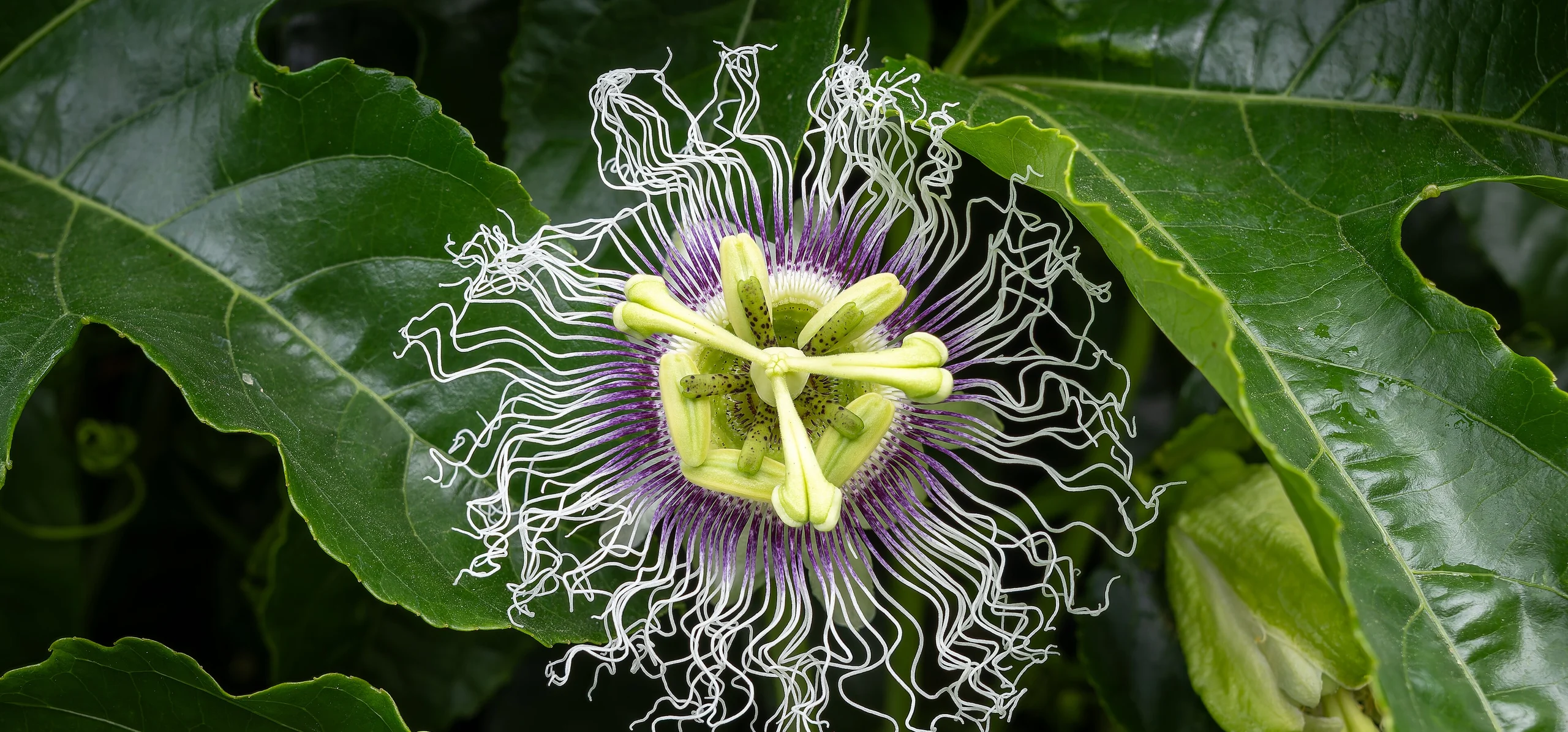 Passion Fruit