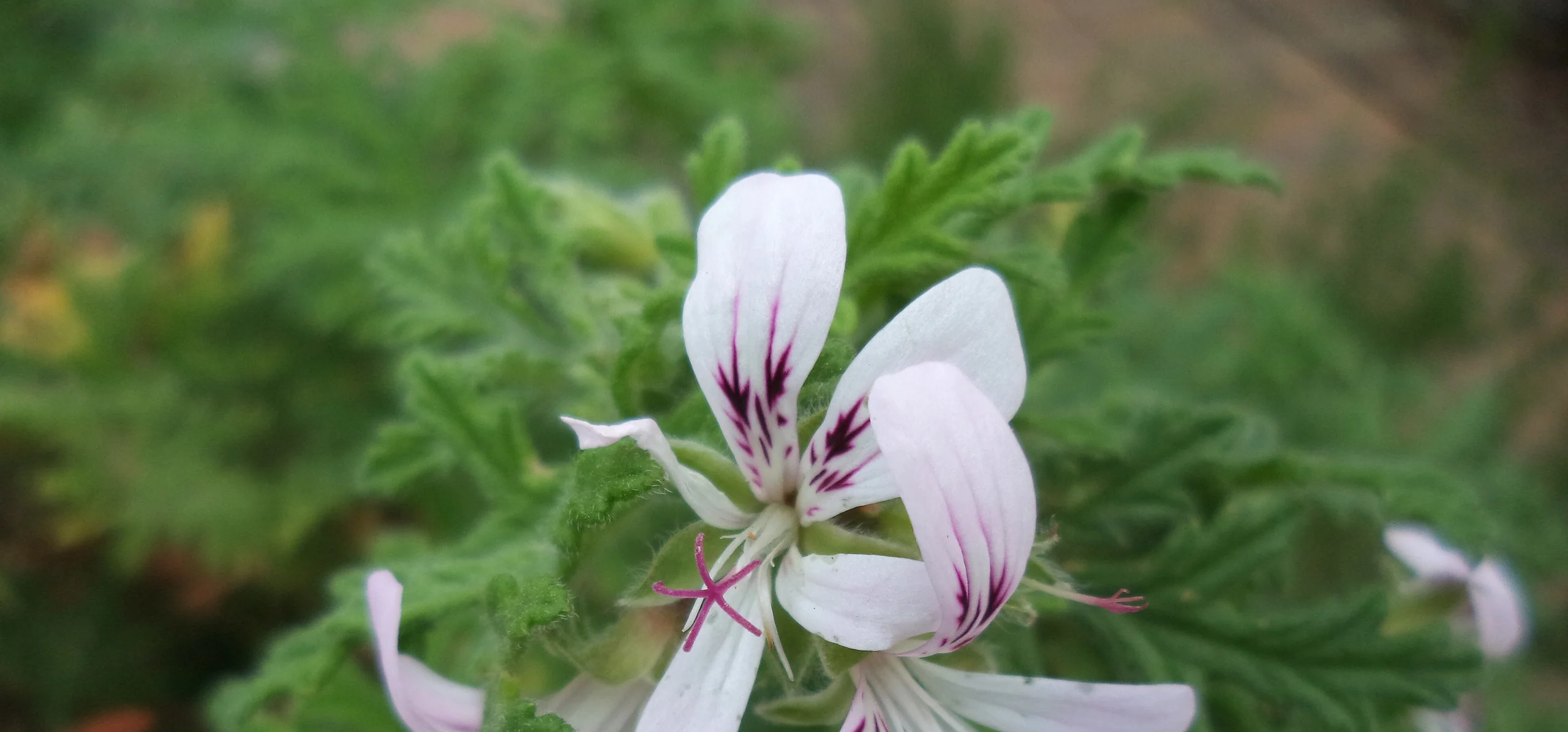 Rose Geranium
